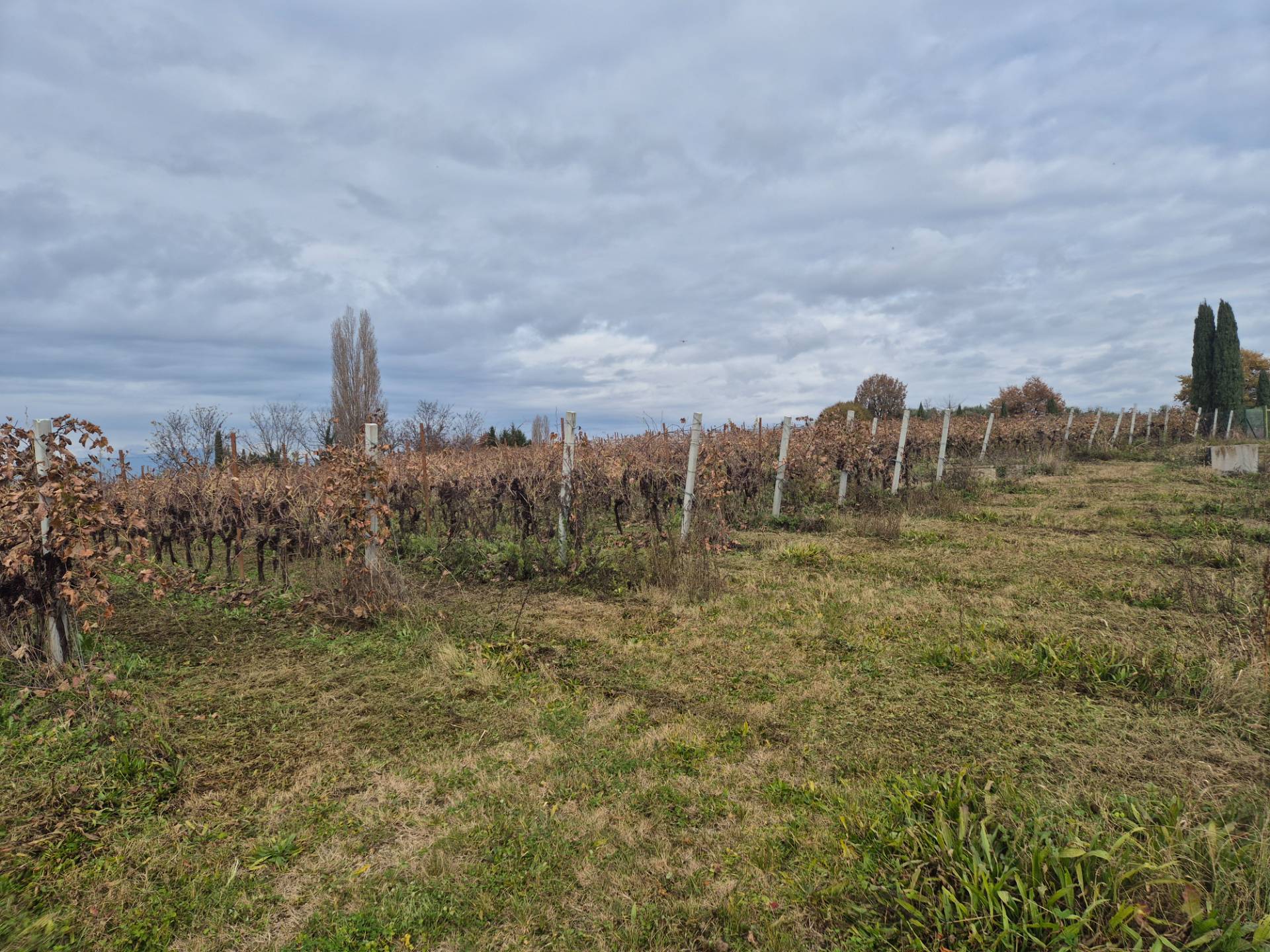 Terreno Agricolo in vendita a Lazise