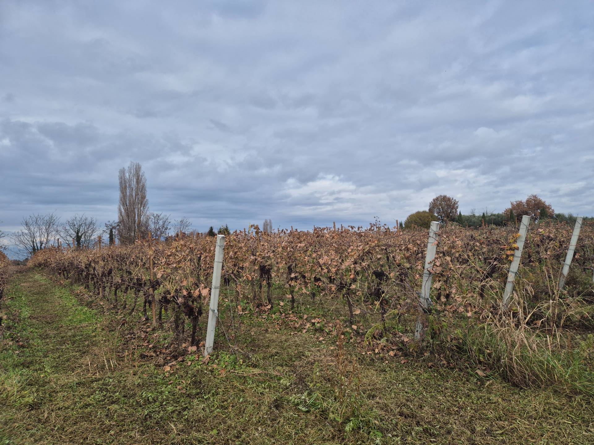 Terreno Agricolo in vendita a Lazise