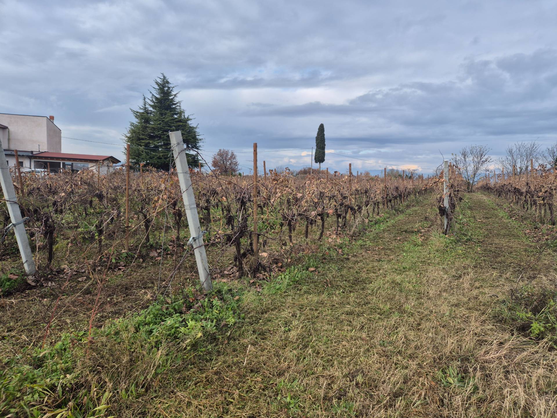 Terreno Agricolo in vendita a Lazise