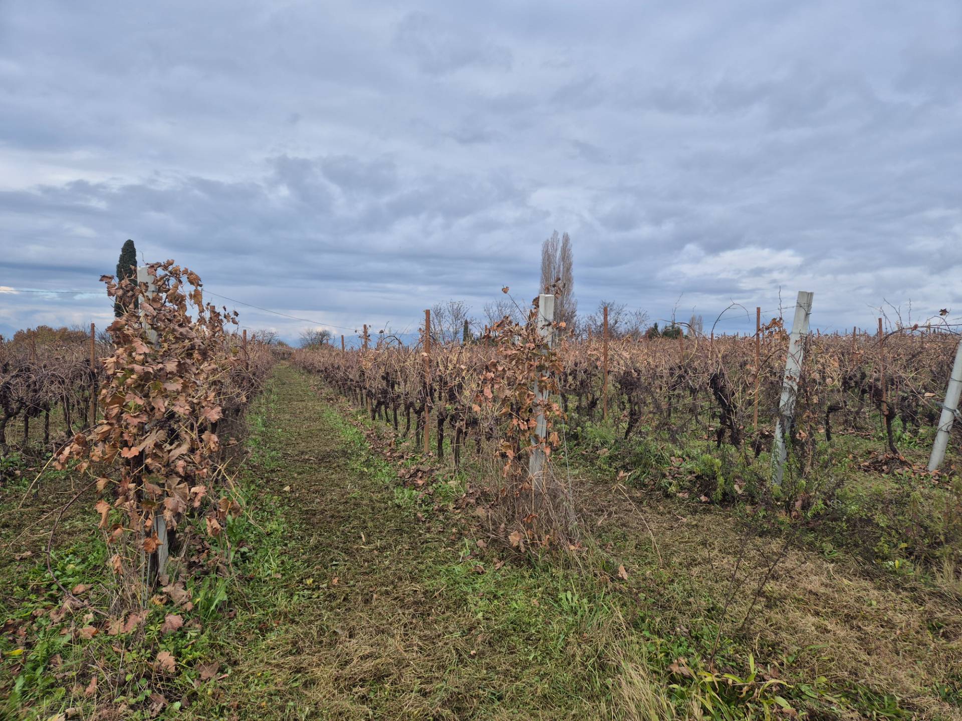 Terreno Agricolo in vendita a Lazise