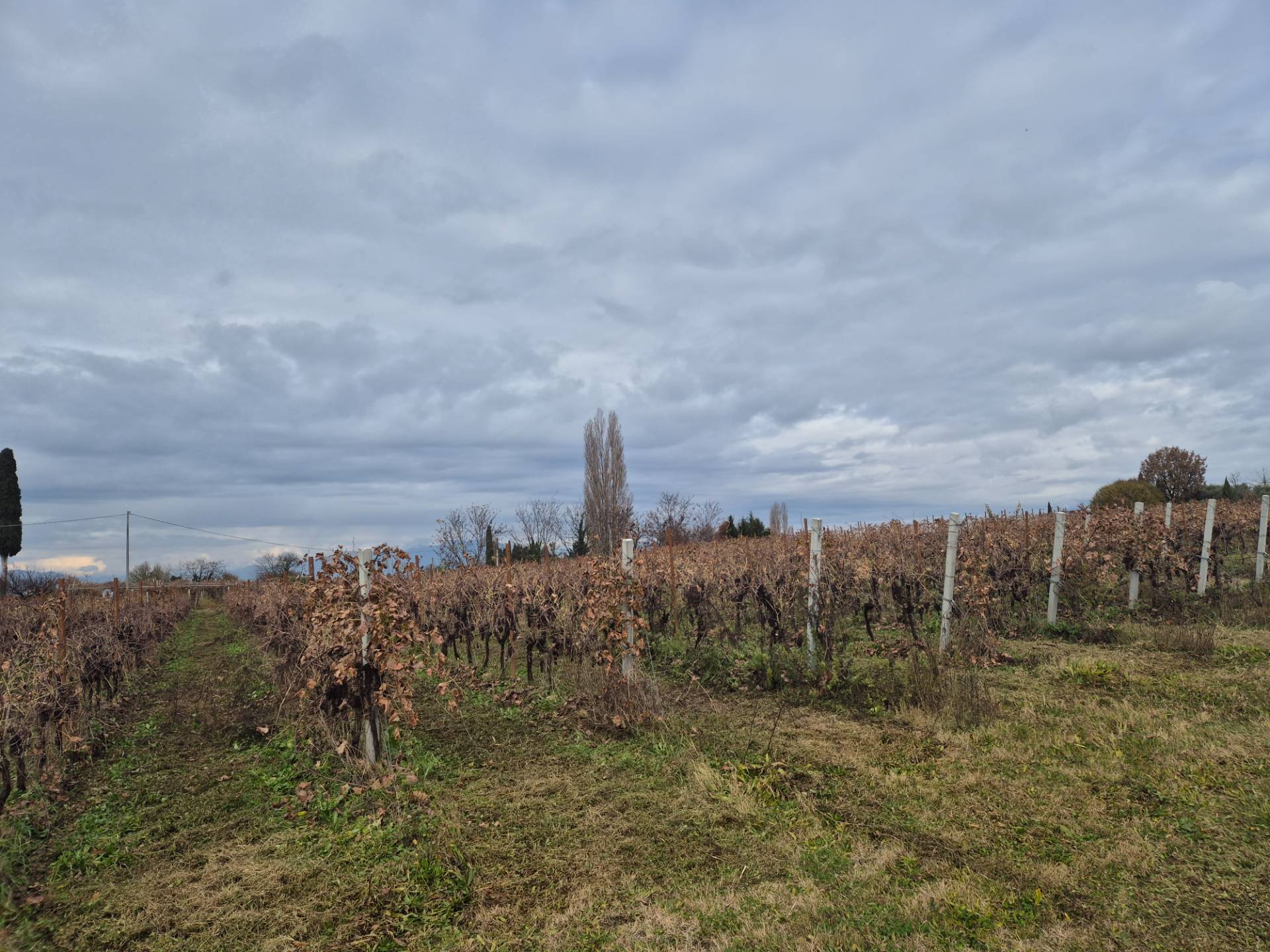 Terreno Agricolo in vendita a Lazise