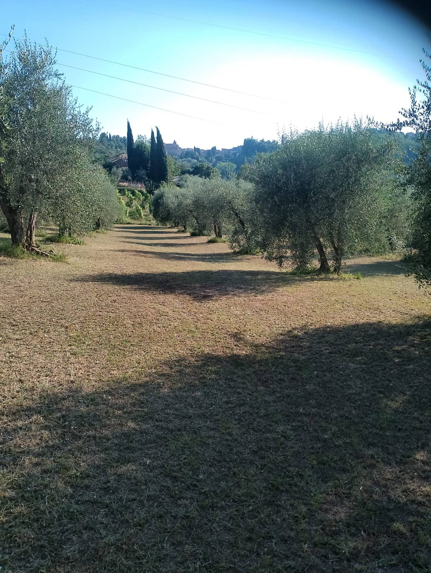 Terreno Agricolo in vendita a Terricciola