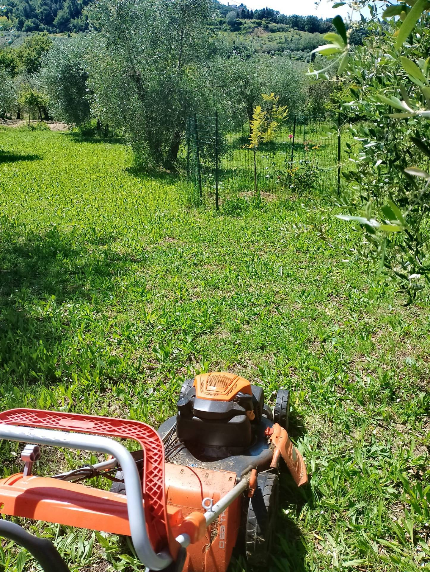 immagine annuncio 1 di 10