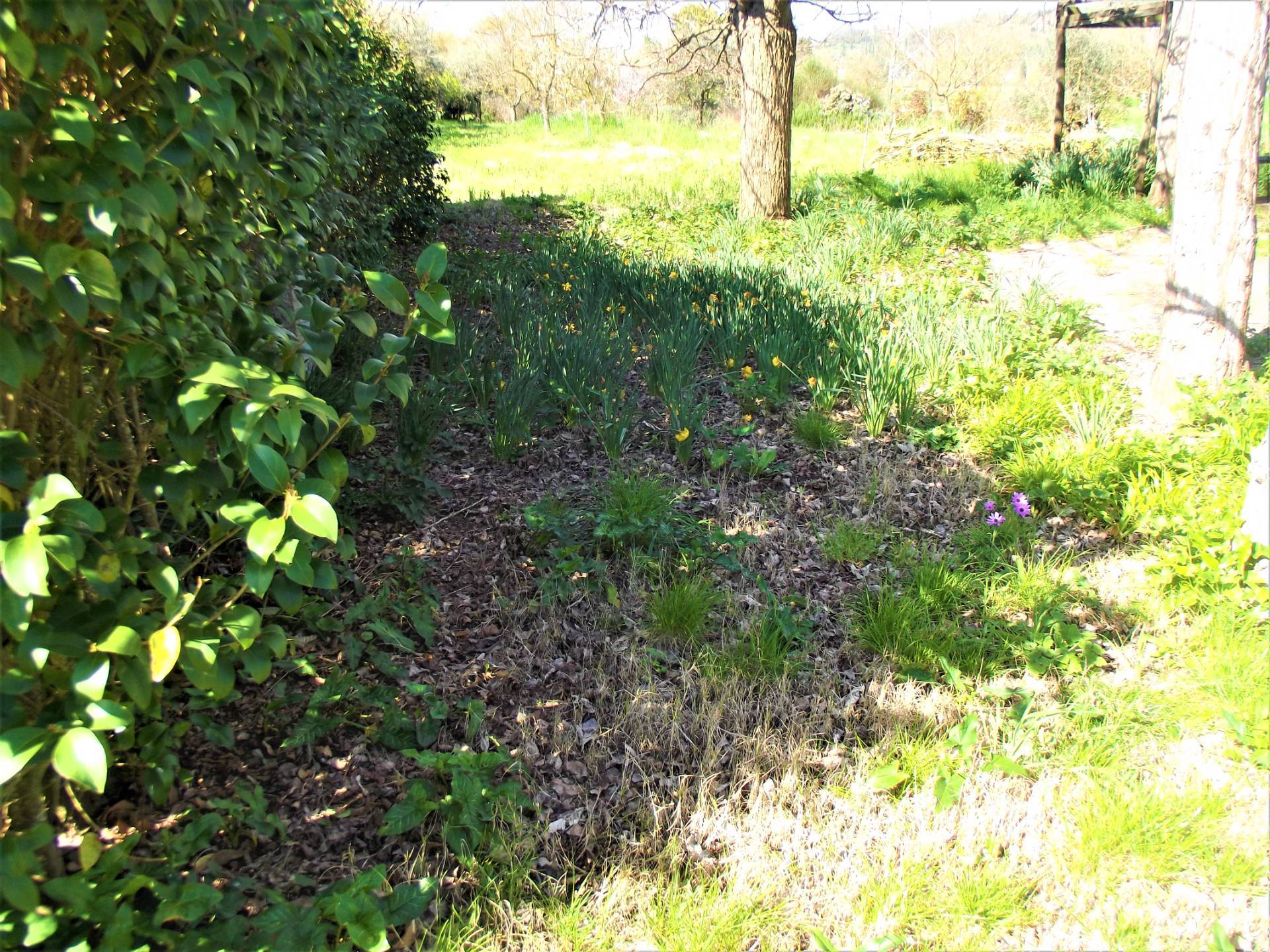 Terreno Agricolo in vendita a Santa Maria a Monte, Montecalvoli in basso