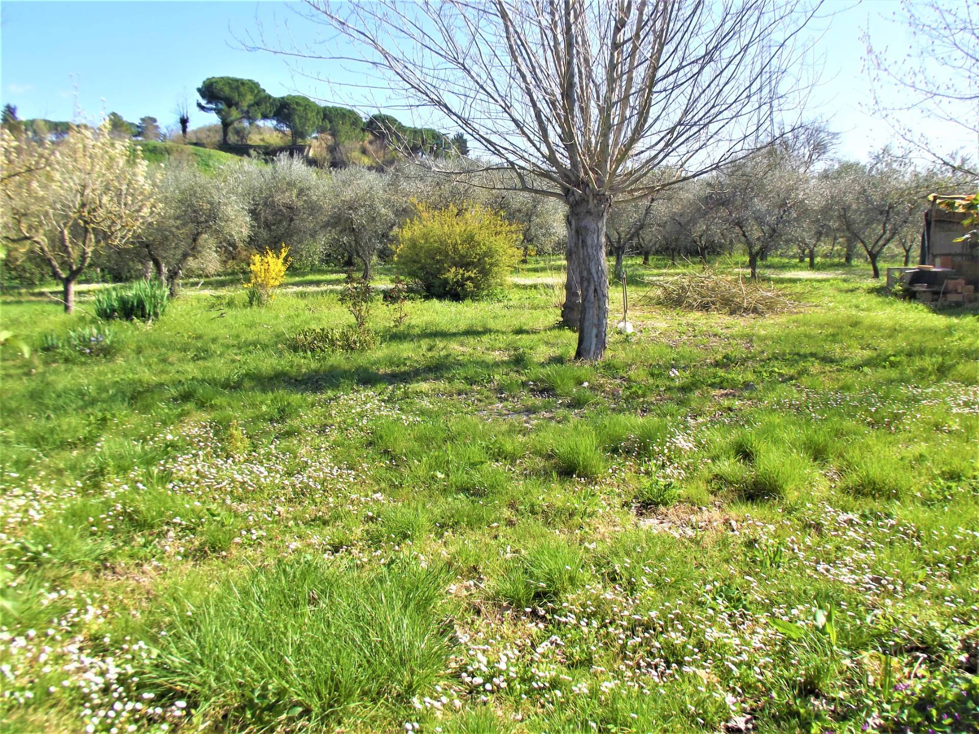 Terreno Agricolo in vendita a Santa Maria a Monte, Montecalvoli in basso