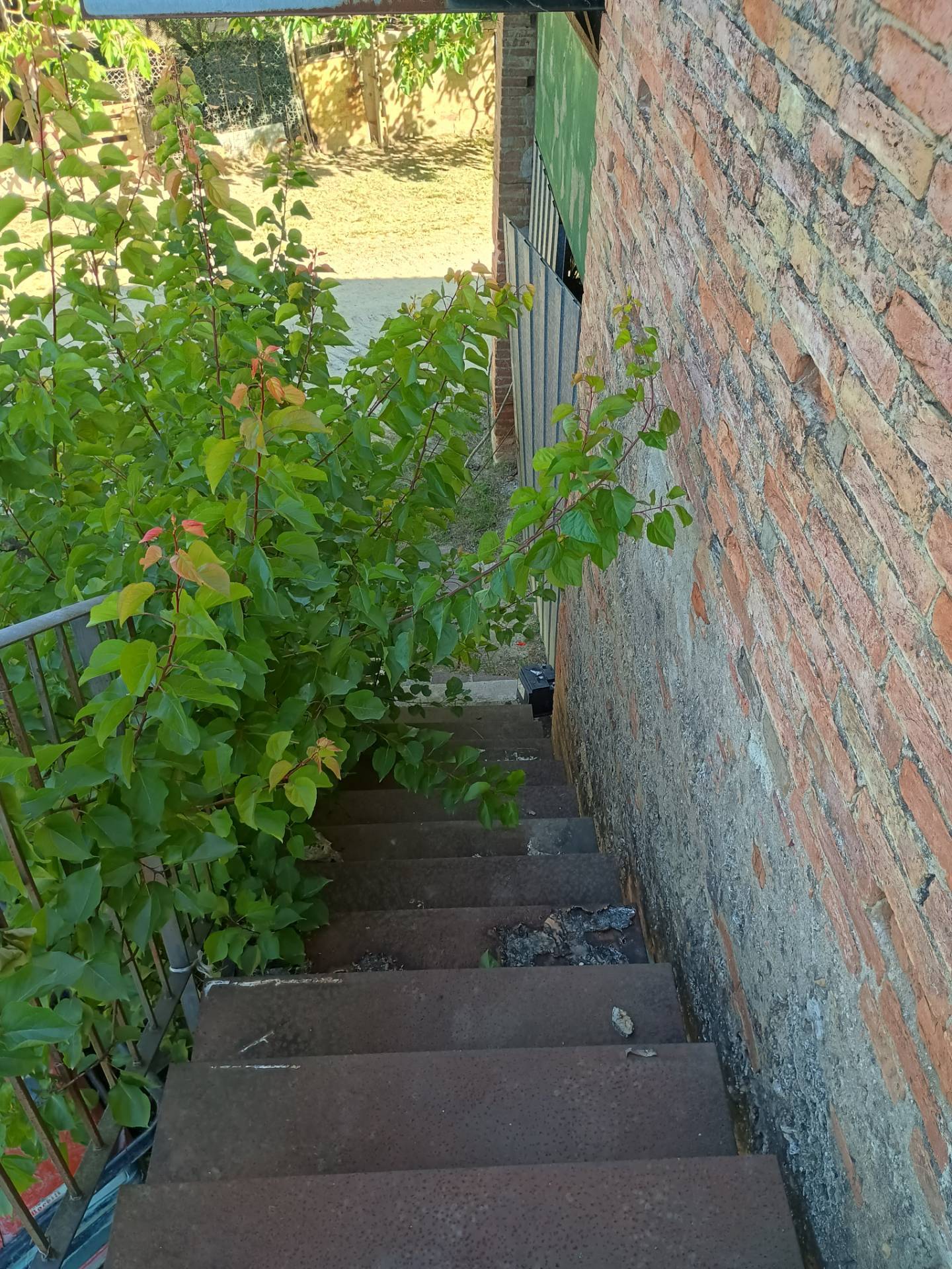 Terreno Agricolo in vendita a Terricciola