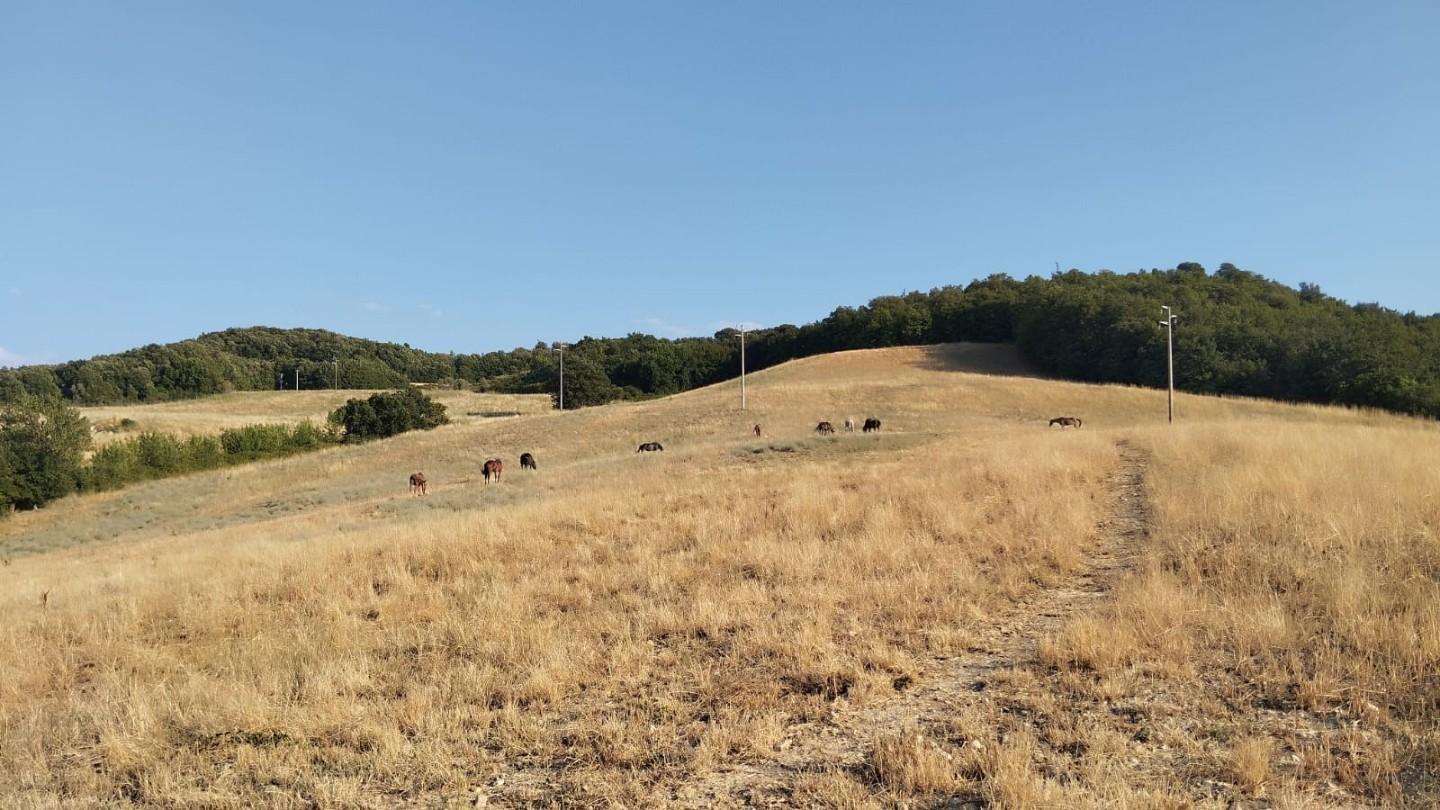 Terreno Edificabile in vendita a Casole d'Elsa