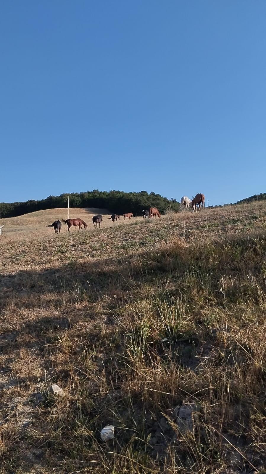 Terreno Edificabile in vendita a Casole d'Elsa