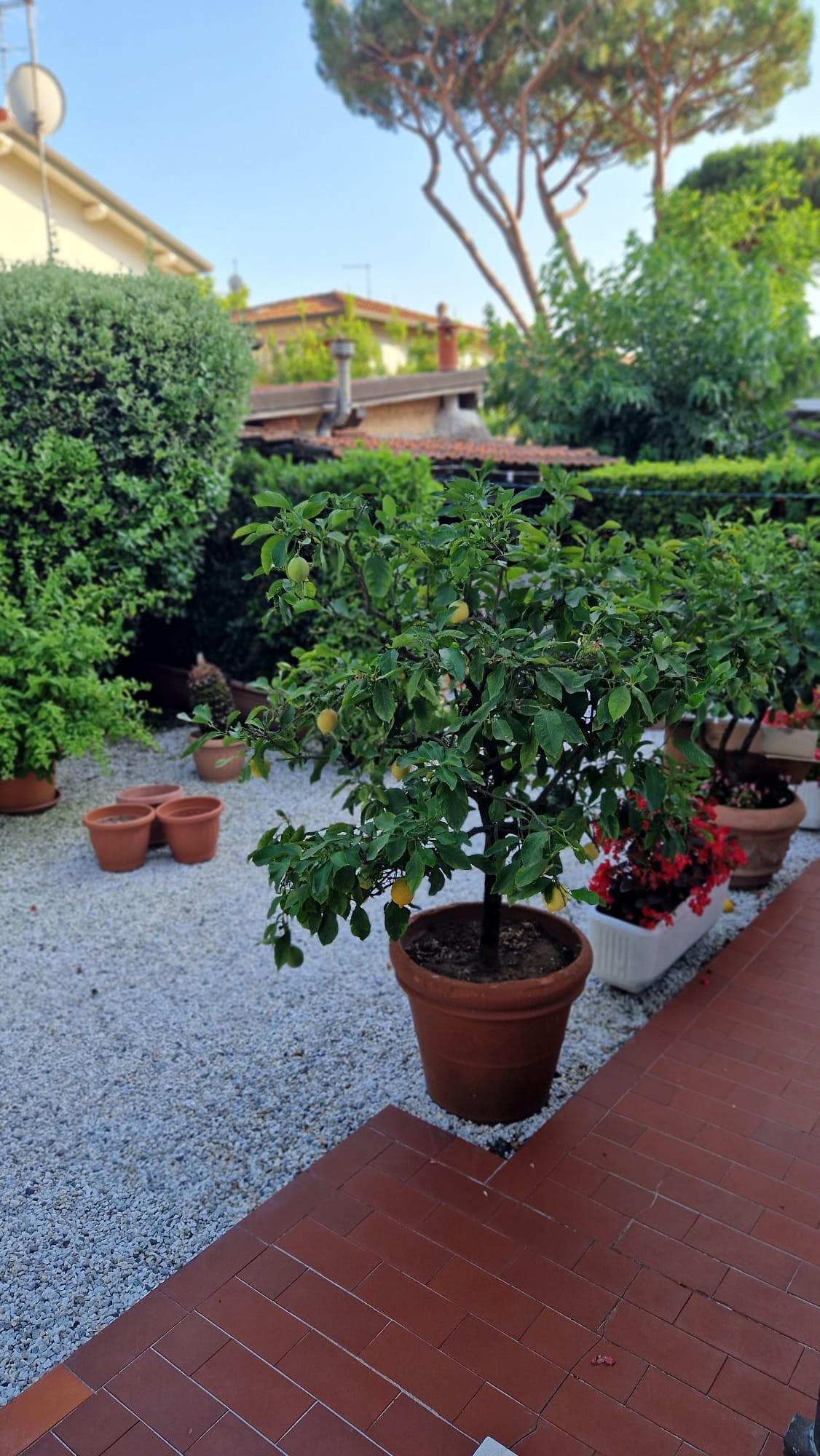 Villa Bifamiliare arredata in affitto, Pietrasanta tonfano