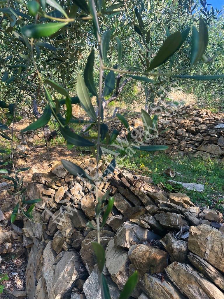 Terreno edificabile in vendita a Cipressa