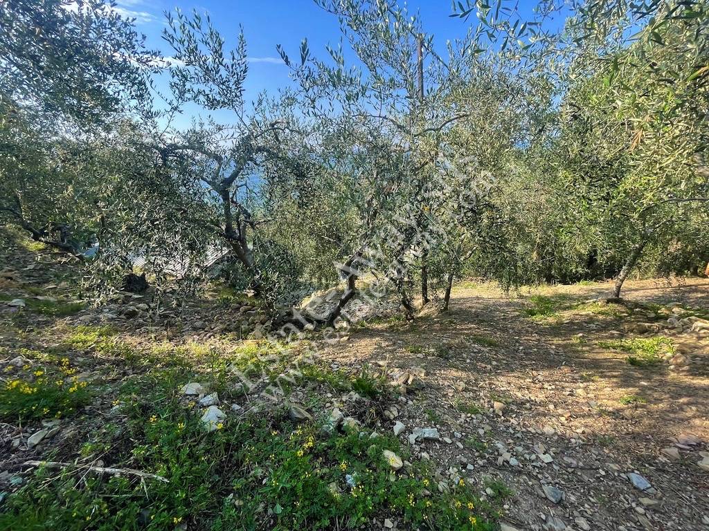 Terreno edificabile in vendita a Cipressa