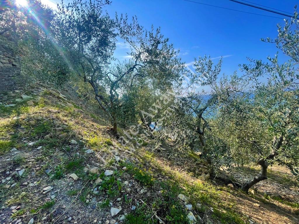 Terreno edificabile in vendita a Cipressa