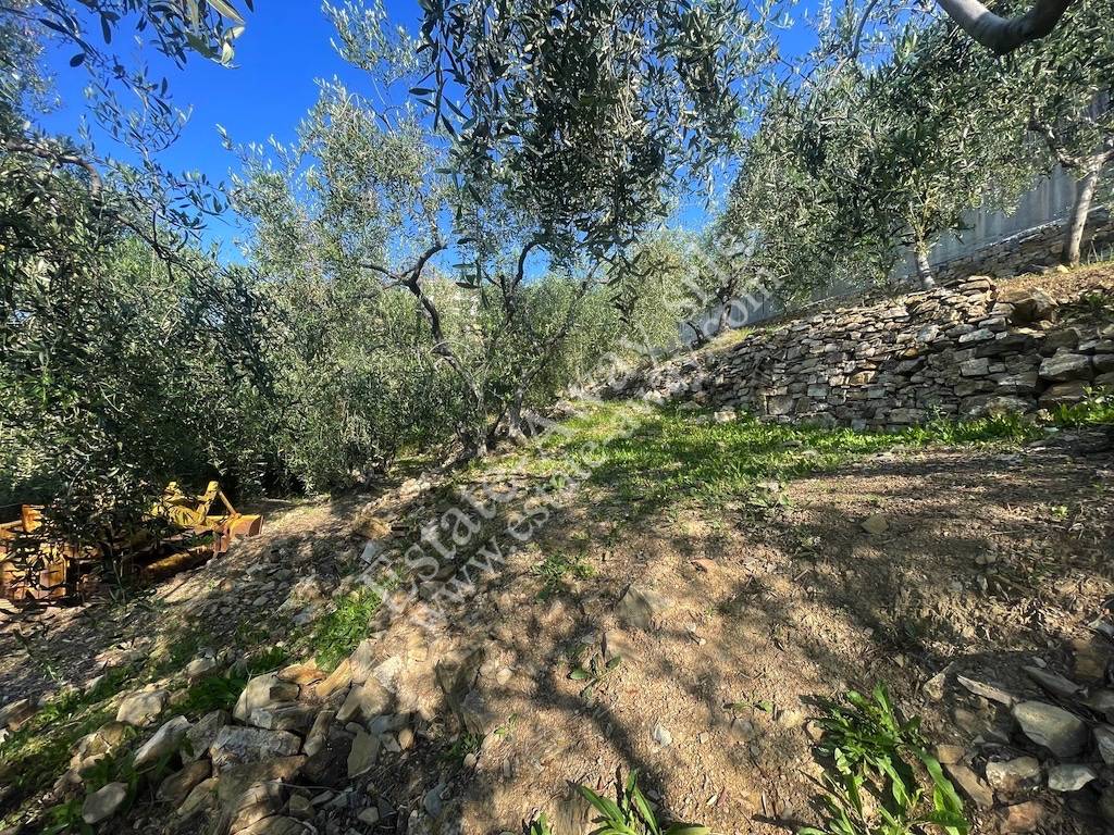 Terreno edificabile in vendita a Cipressa