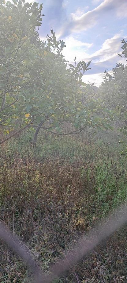 Terreno Agricolo in vendita in via del pozzo san giovanni la punta, San Giovanni la Punta