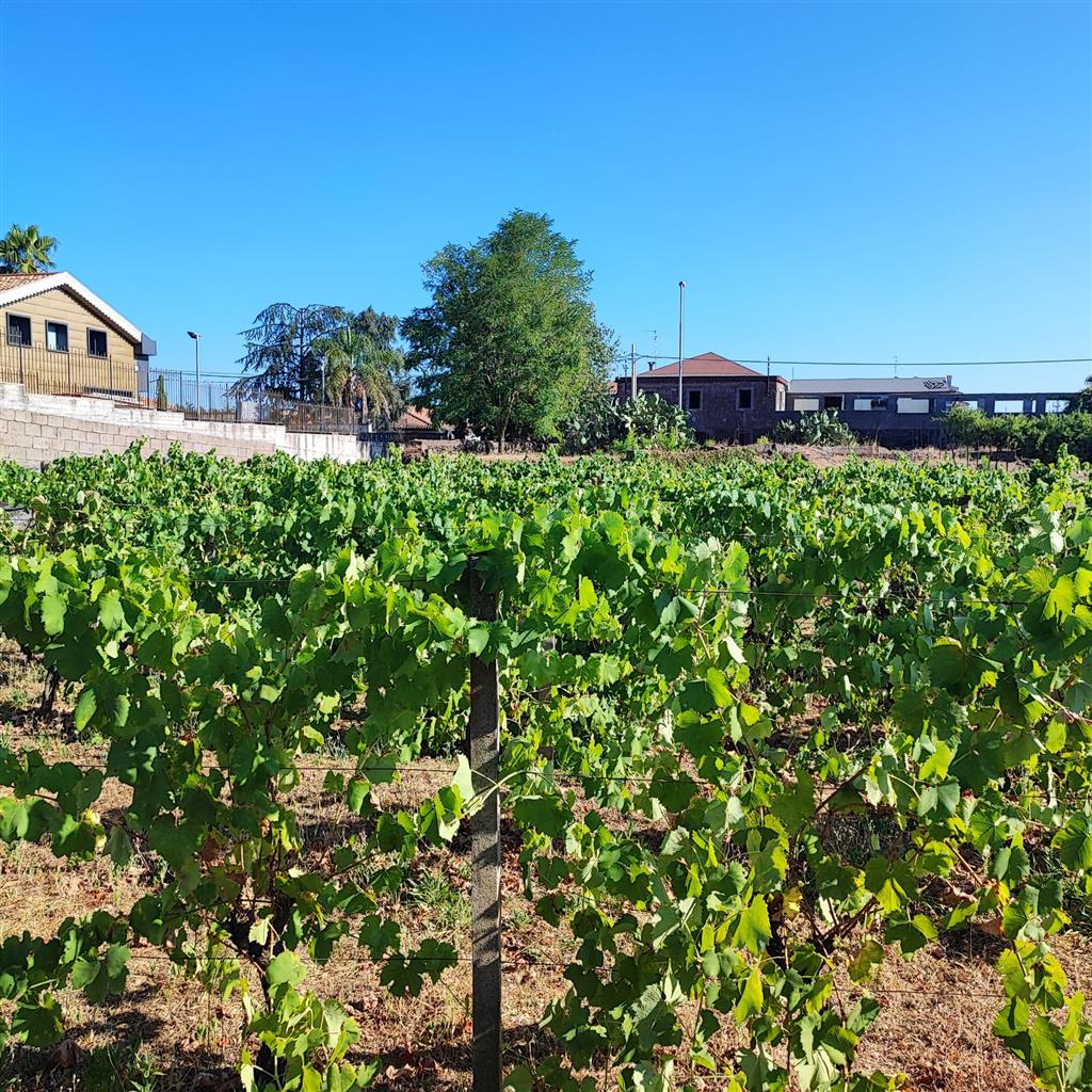 Terreno Agricolo in vendita in via morgione, San Giovanni la Punta