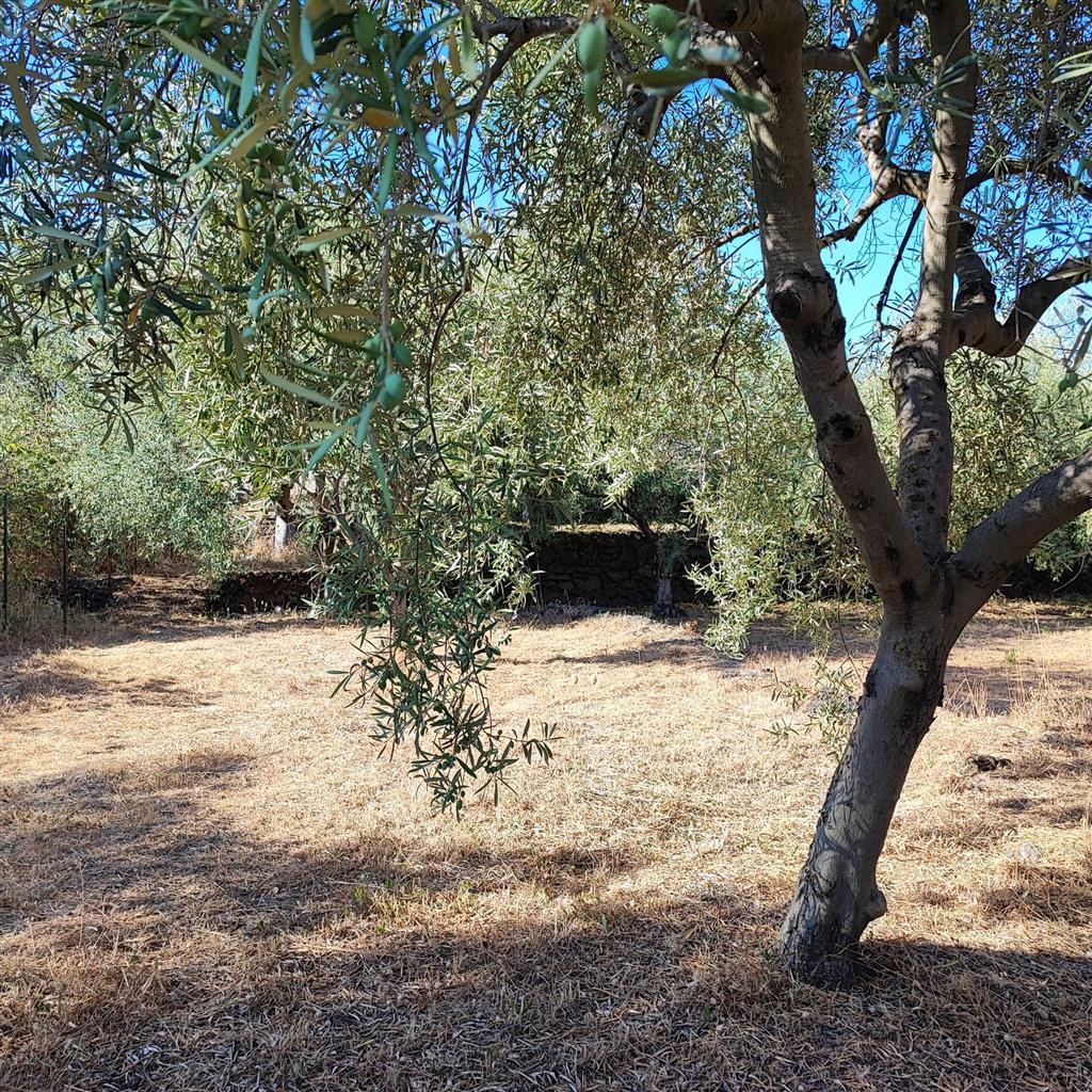 Terreno Agricolo in vendita in via morgione, San Giovanni la Punta