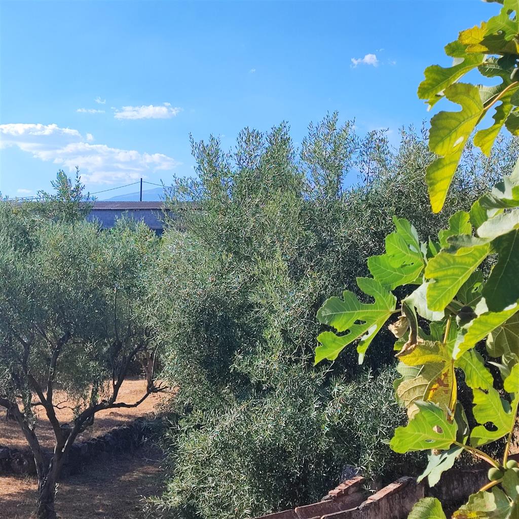 Terreno Agricolo in vendita in via morgione, San Giovanni la Punta