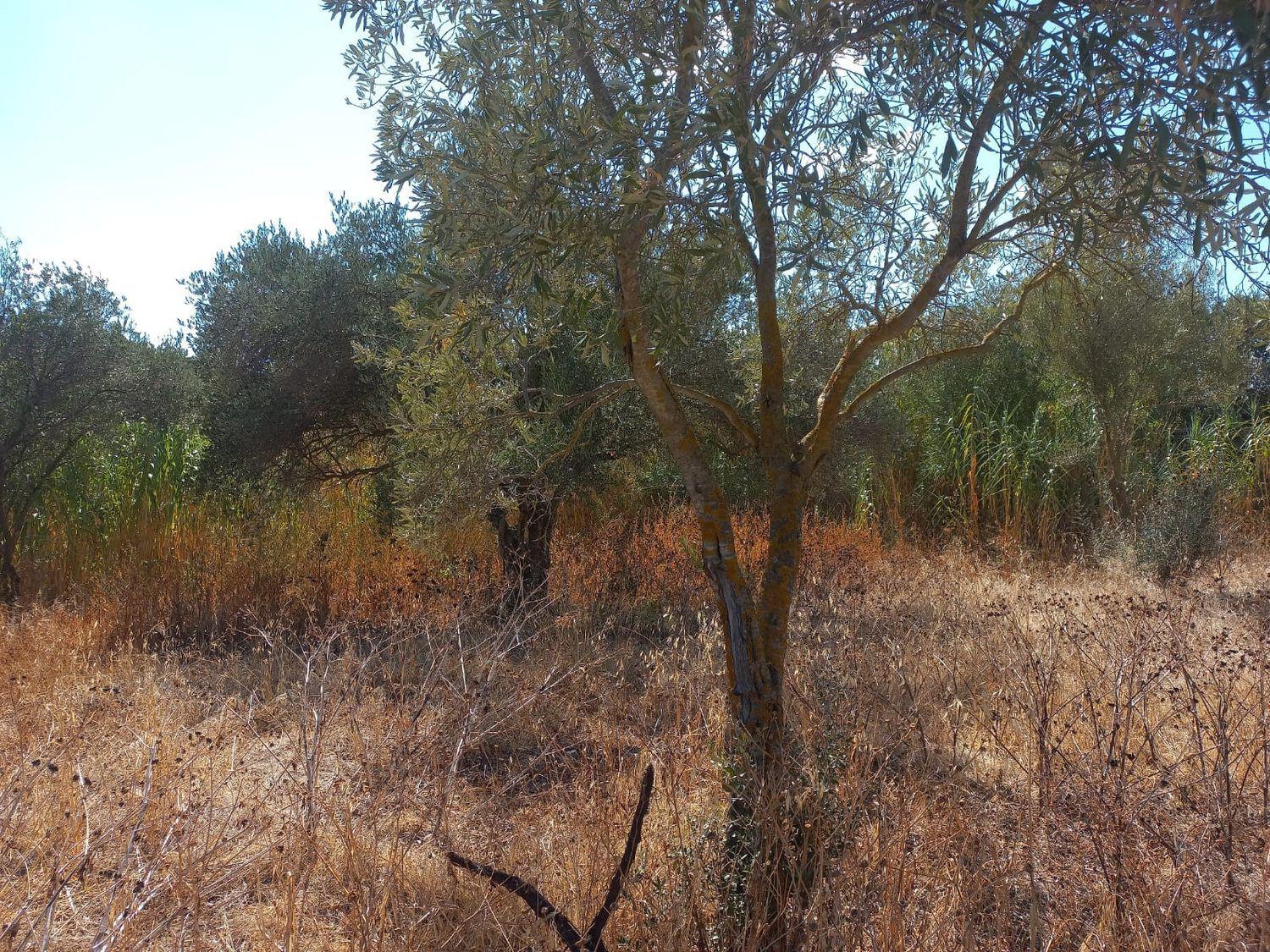 Terreno Edificabile in vendita a Santadi