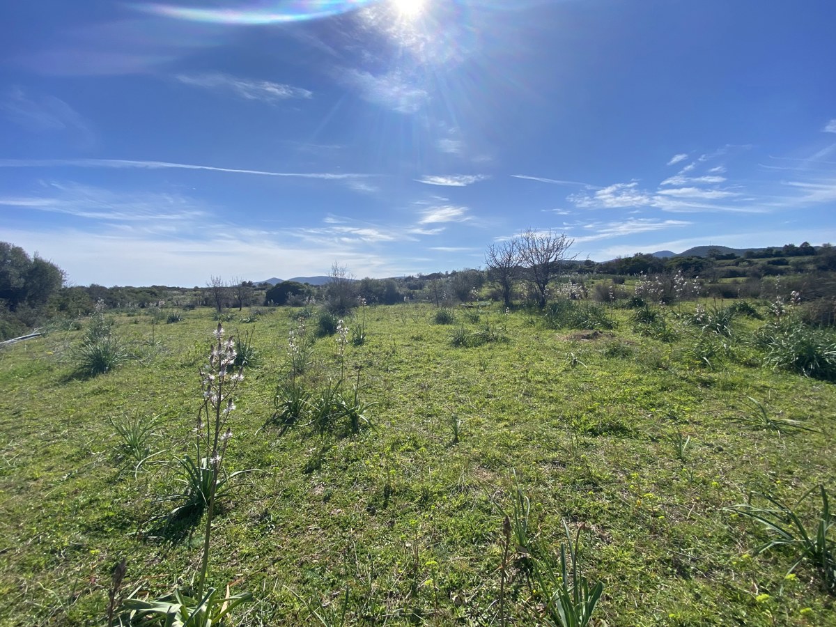 Terreno Agricolo in vendita a Budoni