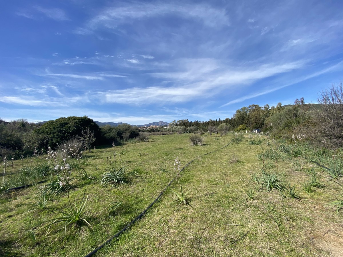 Terreno Agricolo in vendita a Budoni