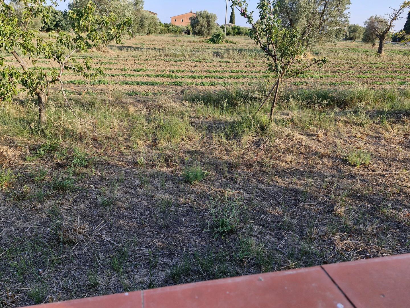 Rustico in vendita a Campiglia Marittima