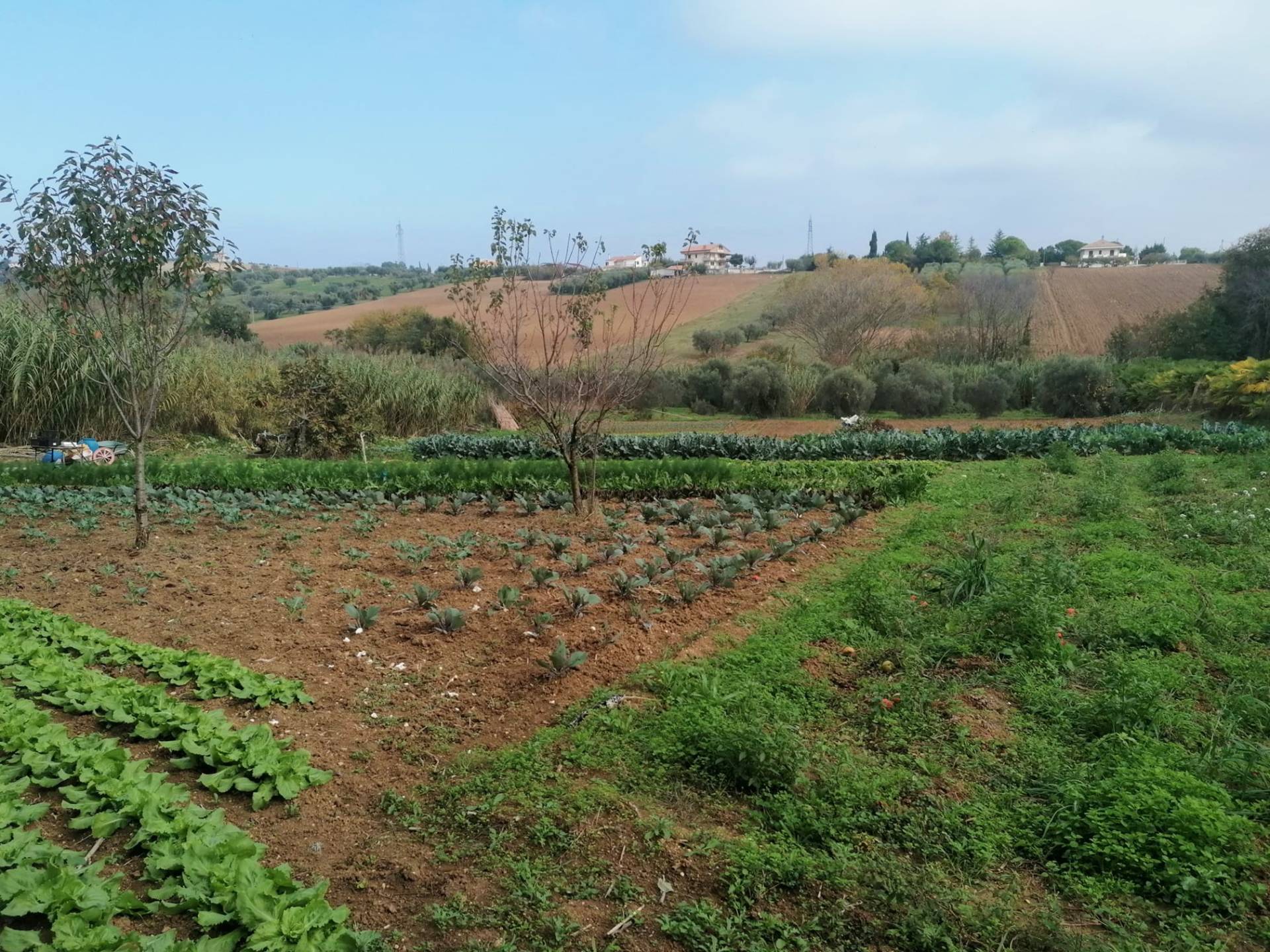 Terreno Agricolo in vendita a Giulianova, Giulianova Paese