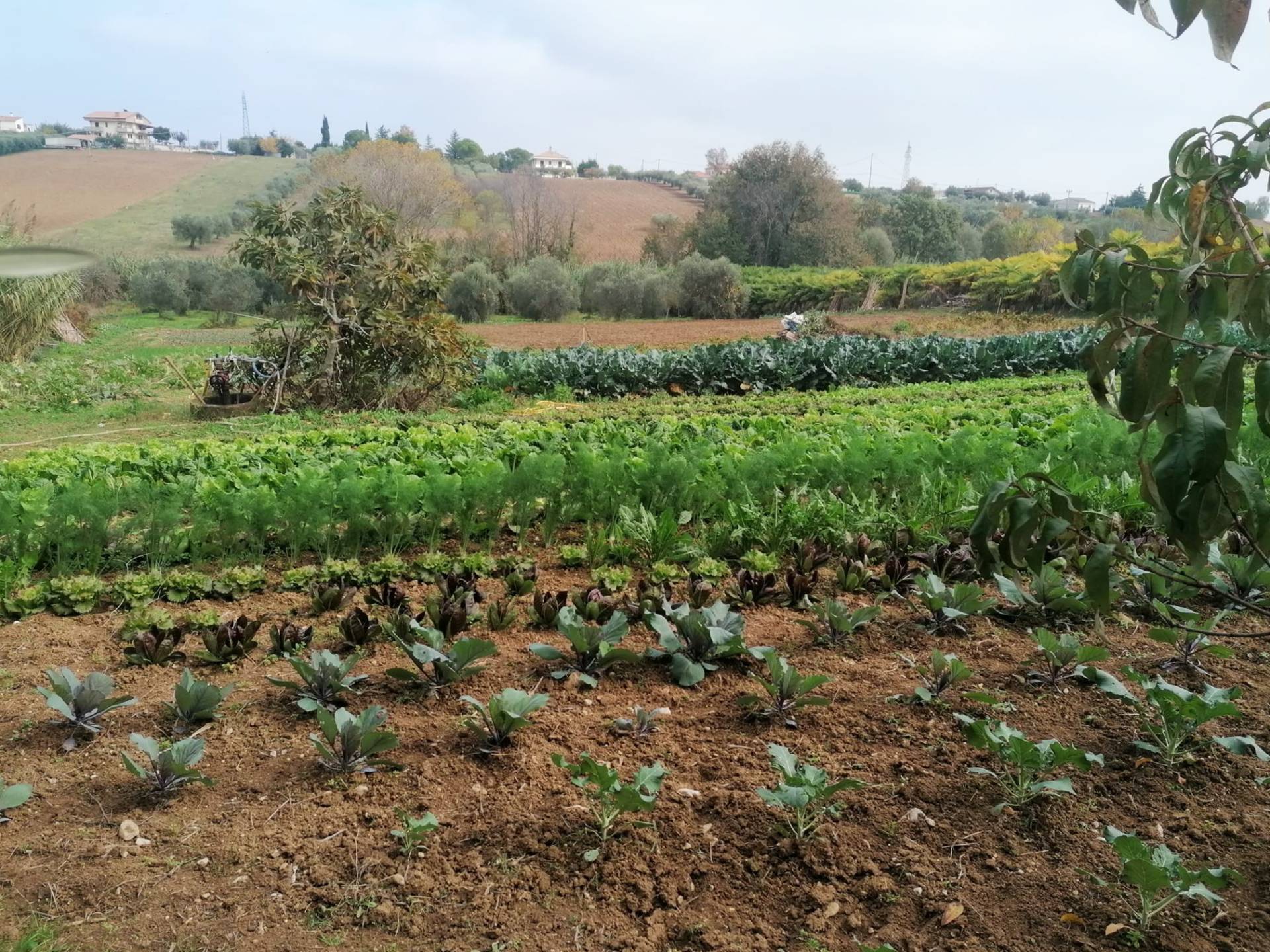 Terreno Agricolo in vendita a Giulianova, Giulianova Paese