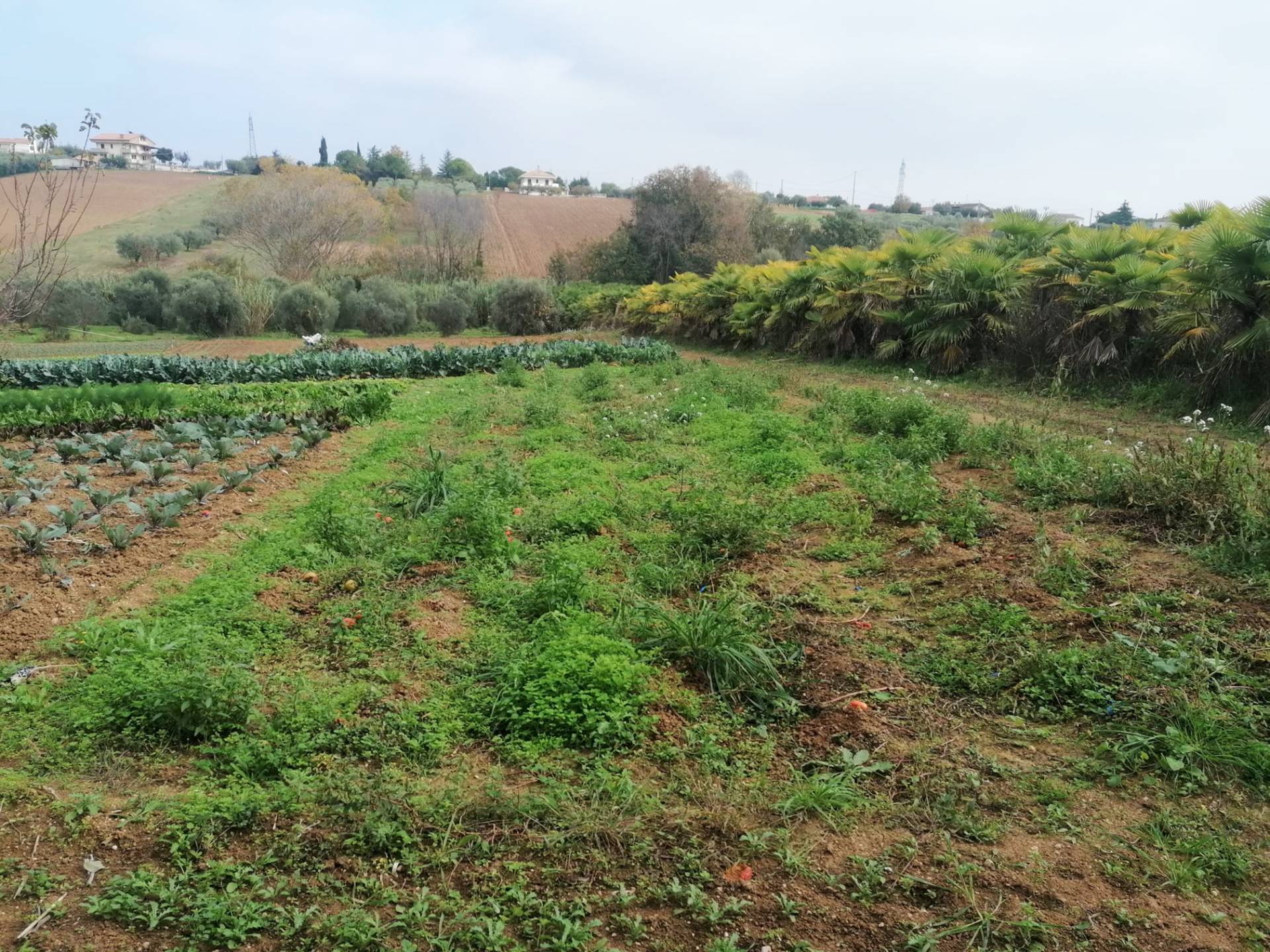 Terreno Agricolo in vendita a Giulianova, Giulianova Paese