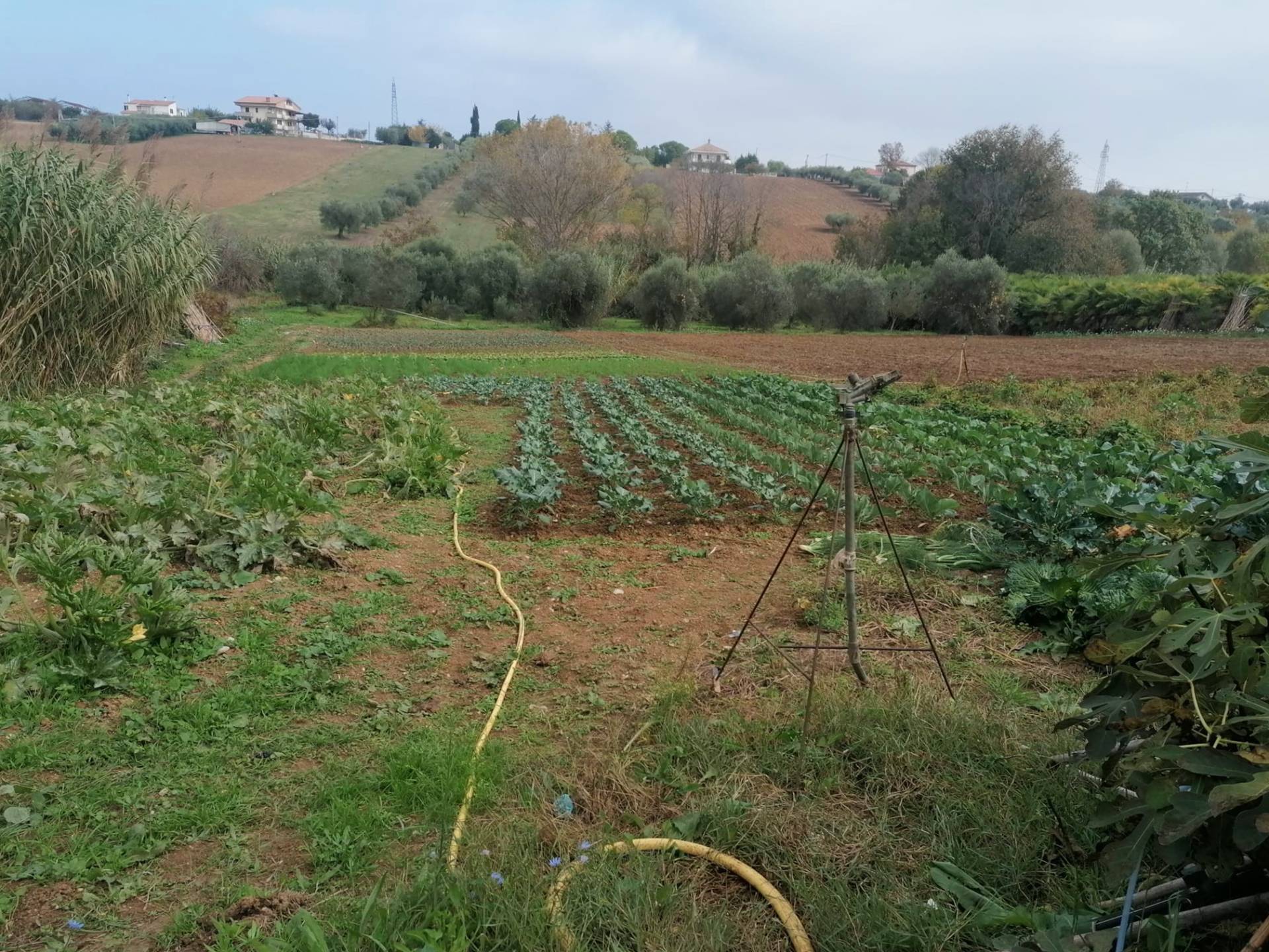 Terreno Agricolo in vendita a Giulianova, Giulianova Paese