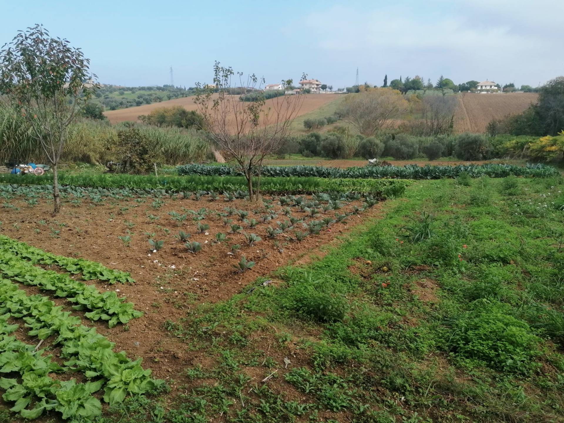 Terreno Agricolo in vendita a Giulianova, Giulianova Paese