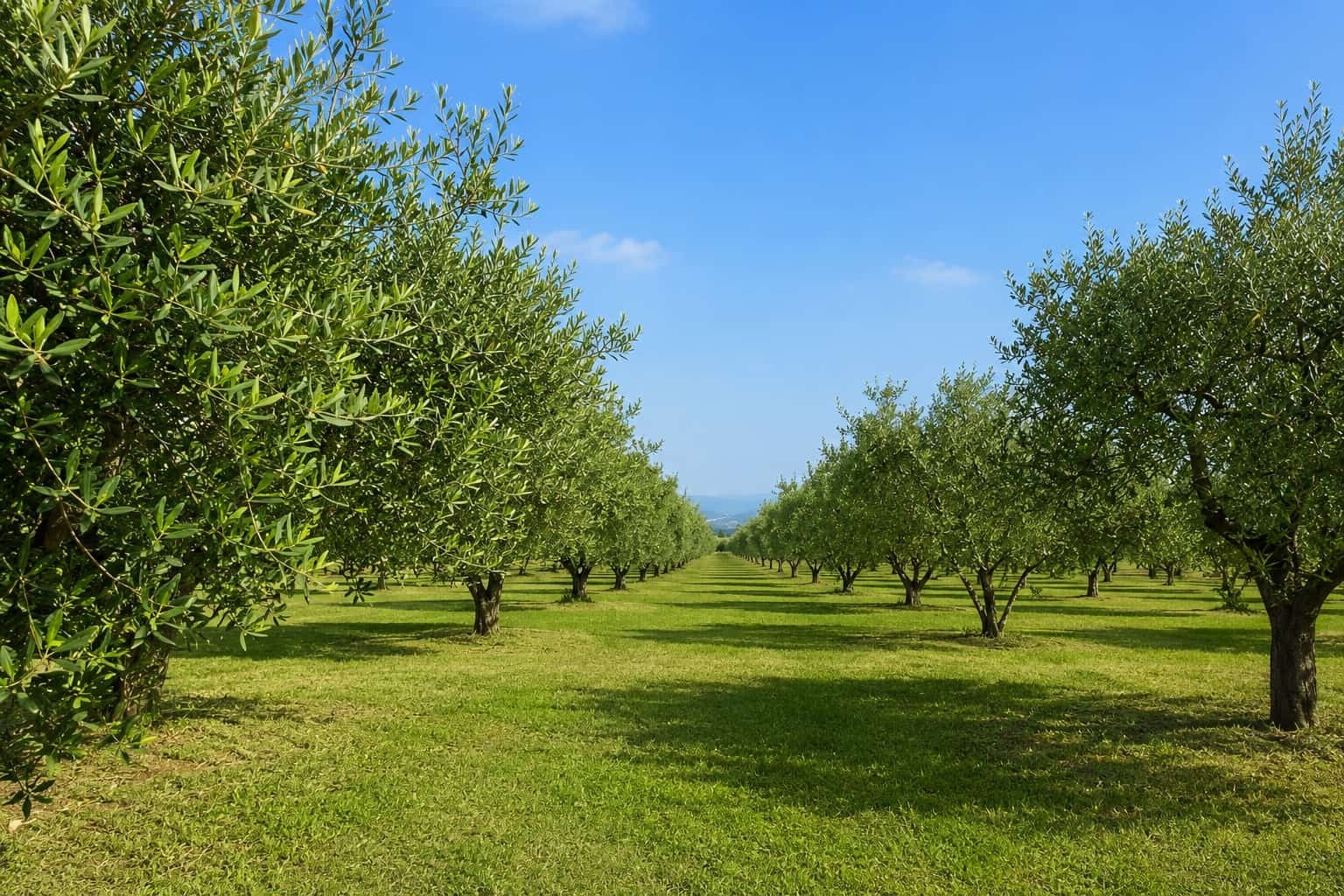 Terreno Agricolo in vendita a Partinico