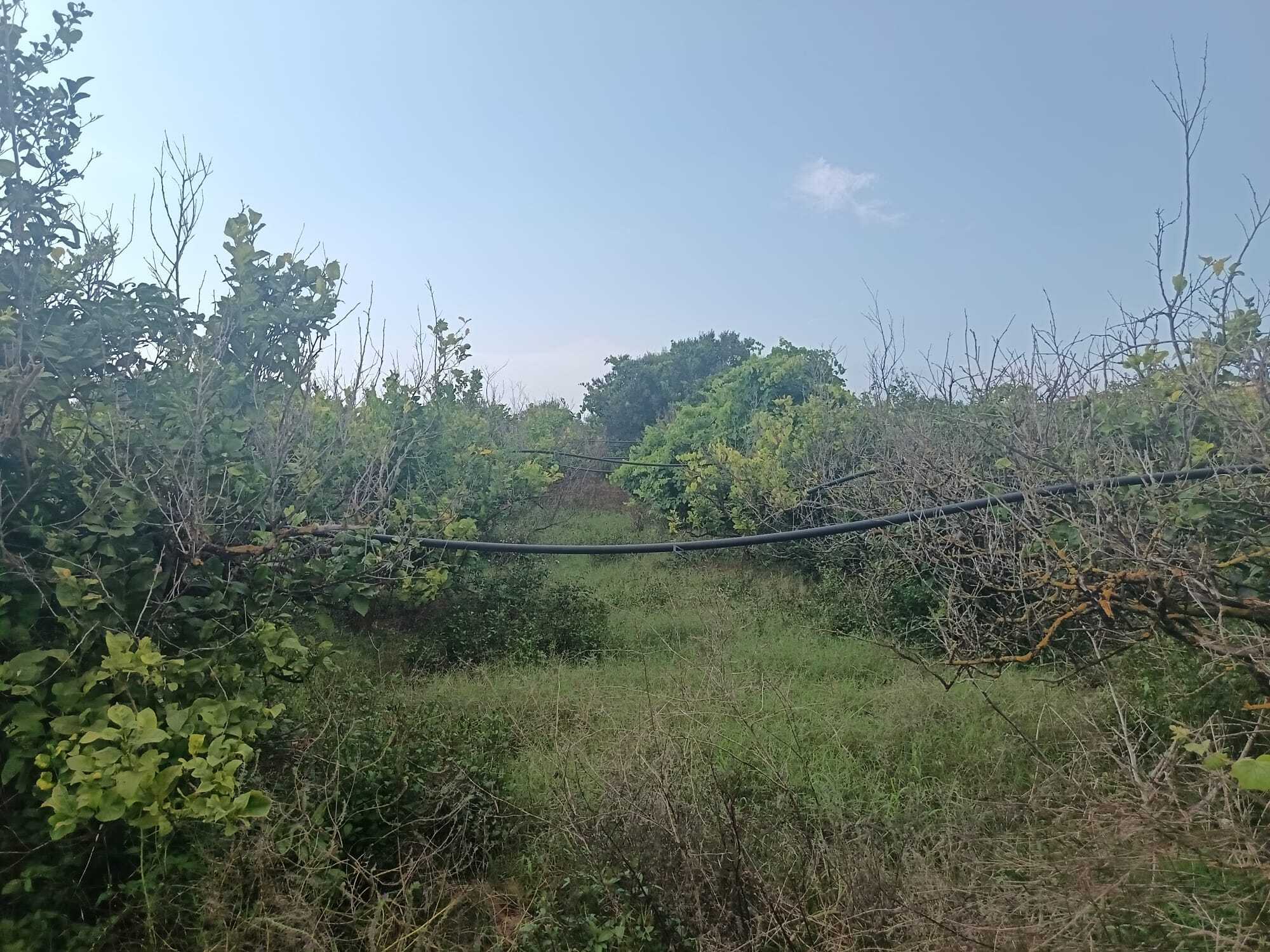 Terreno Agricolo in vendita a Partinico