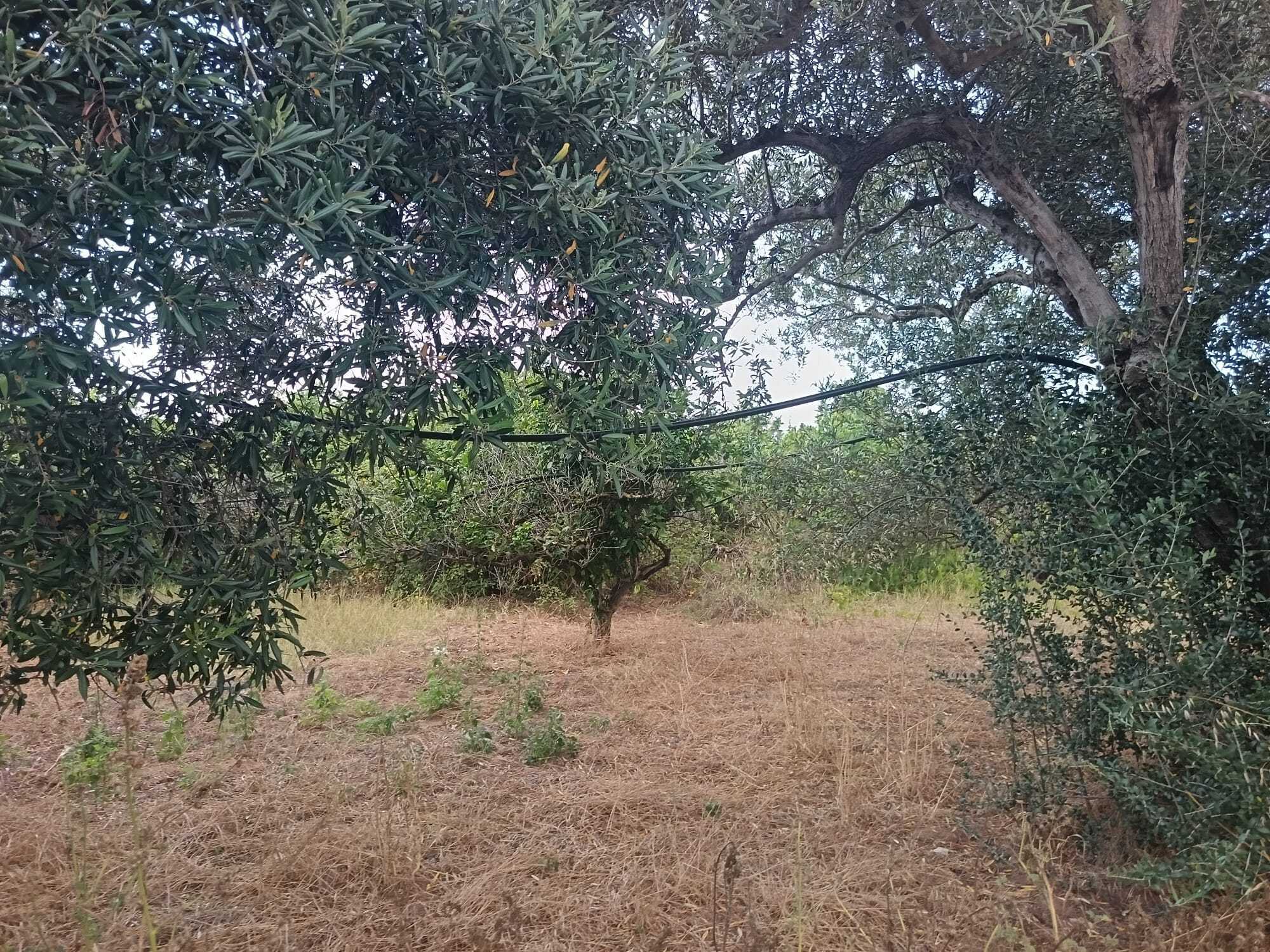 Terreno Agricolo in vendita a Partinico