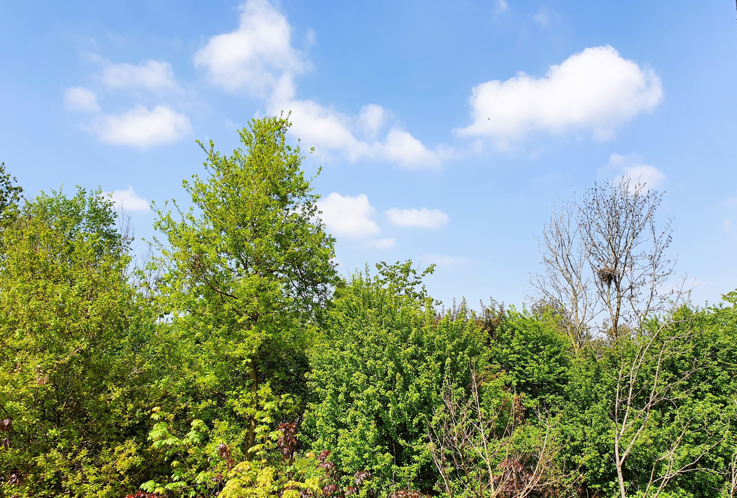 Quadrilocale con giardino in monte netto, Poncarale
