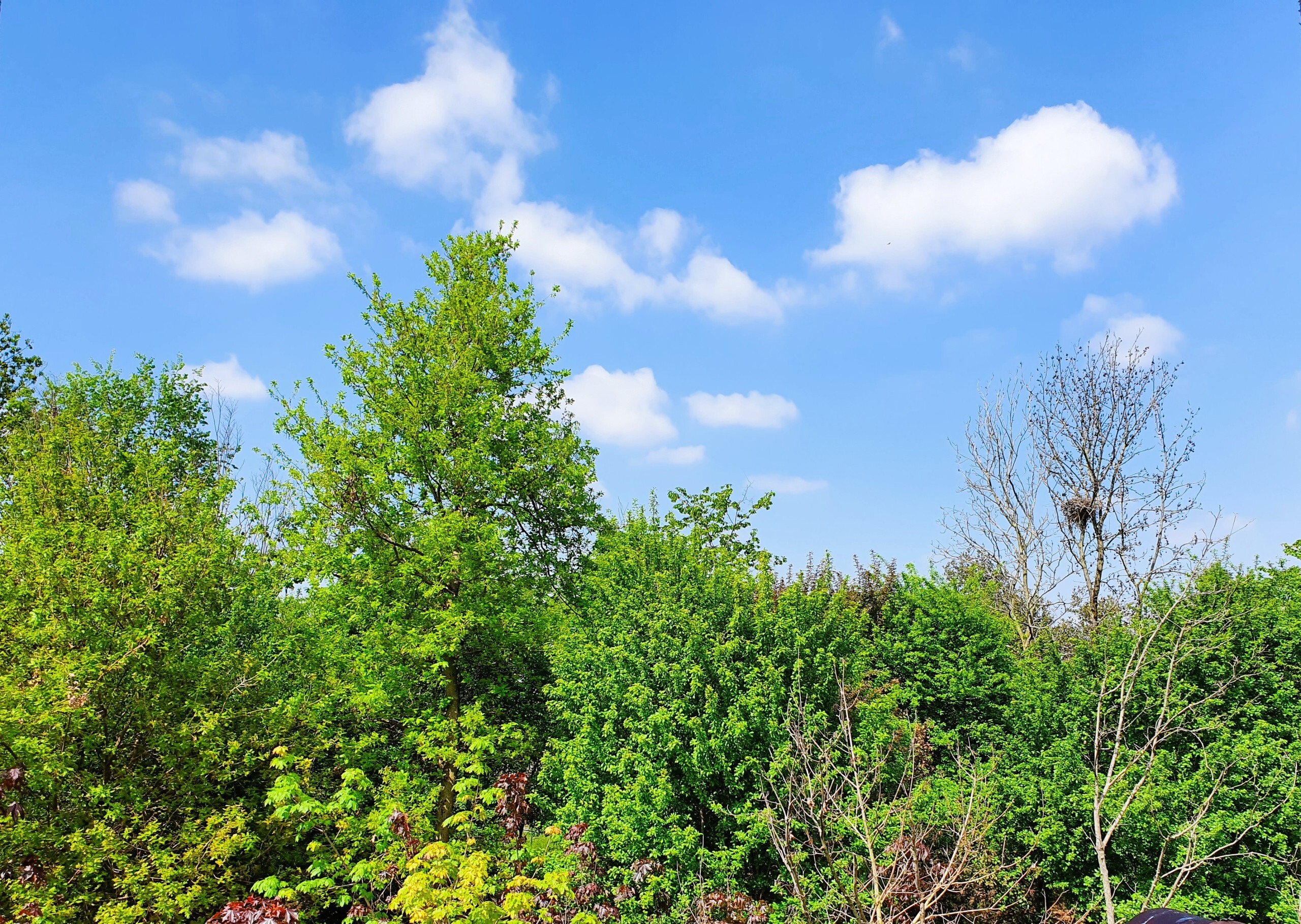 Quadrilocale con giardino in monte netto, Poncarale