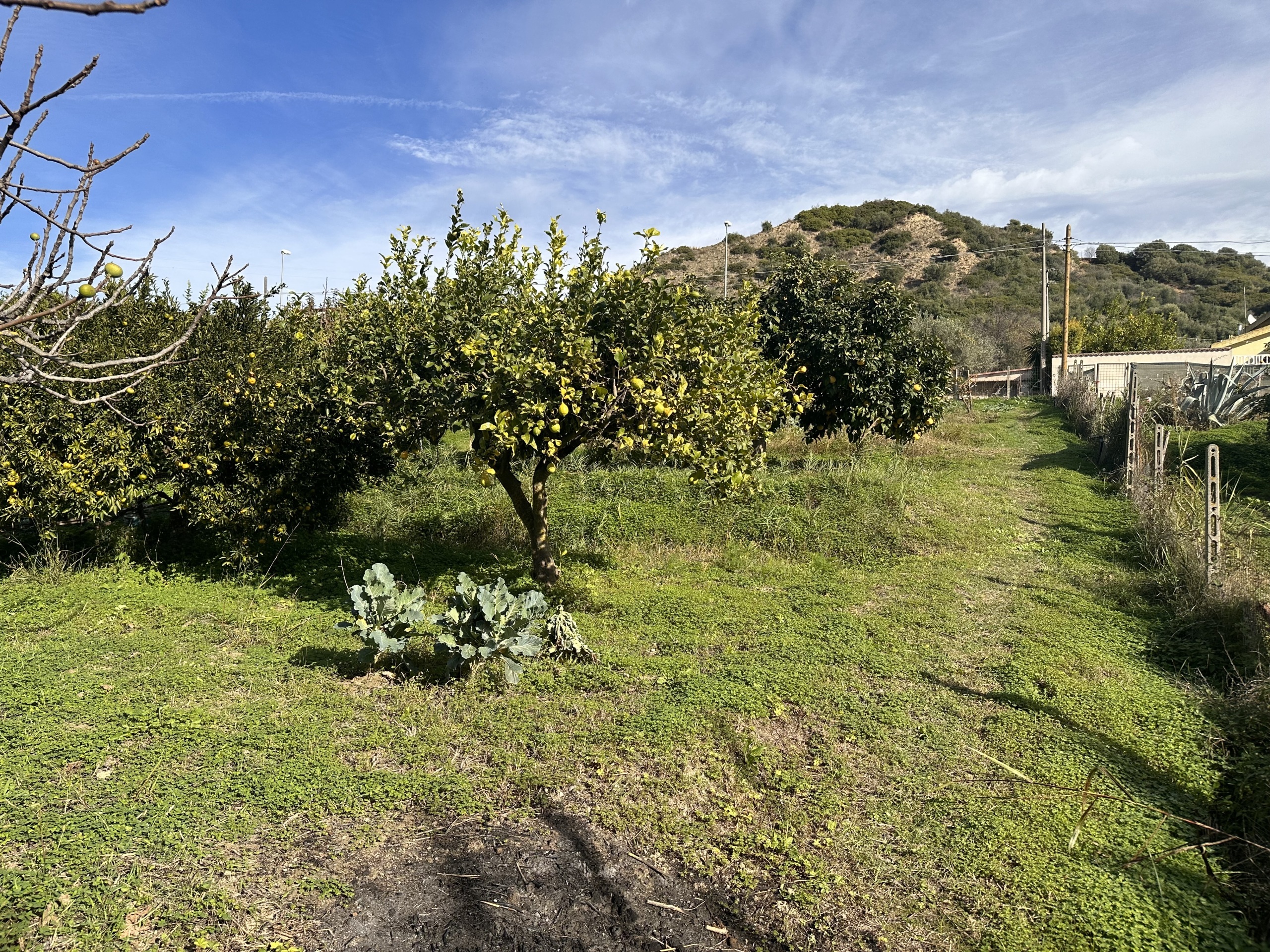 Terreno Agricolo in vendita, Borgia vallo