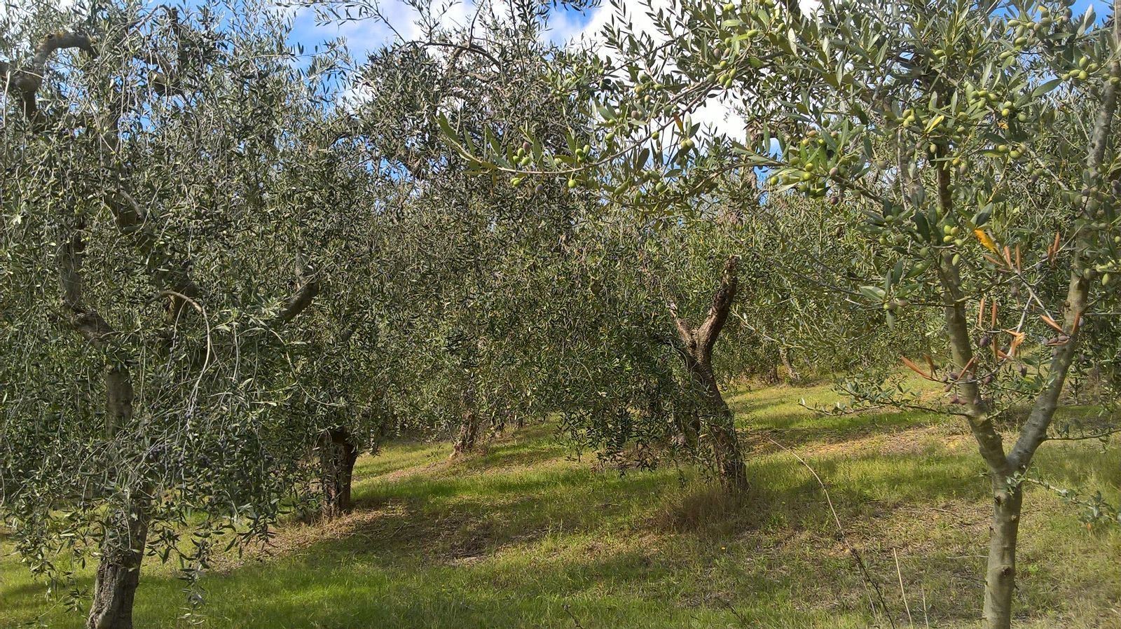 Terreno Agricolo in vendita in sasso glorioso, Lugnano in Teverina