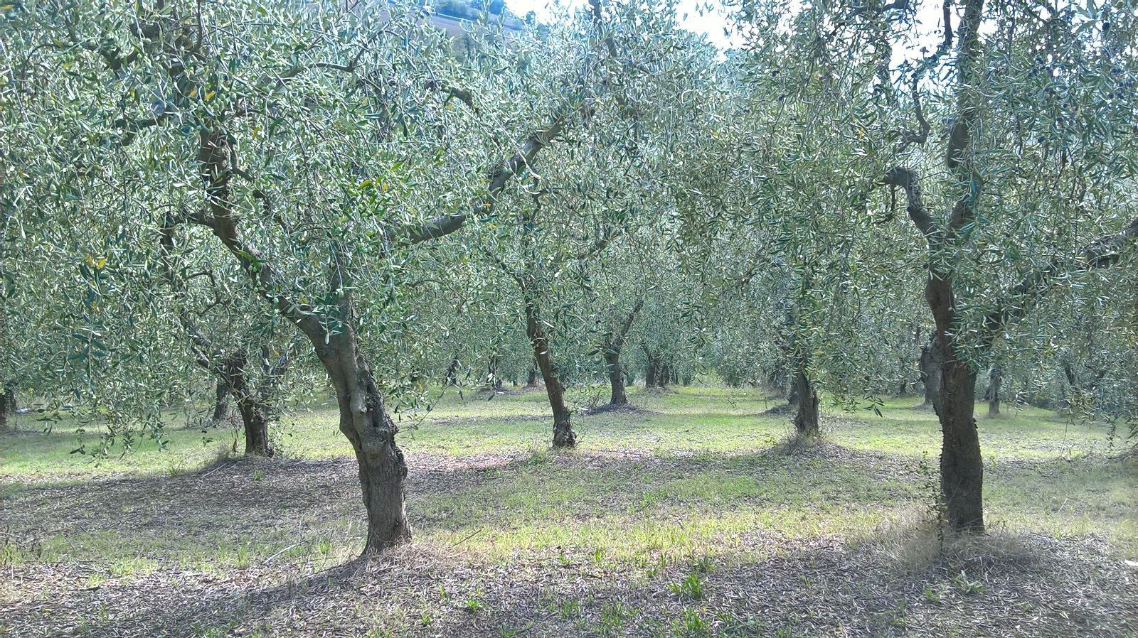 immagine annuncio 1 di 6