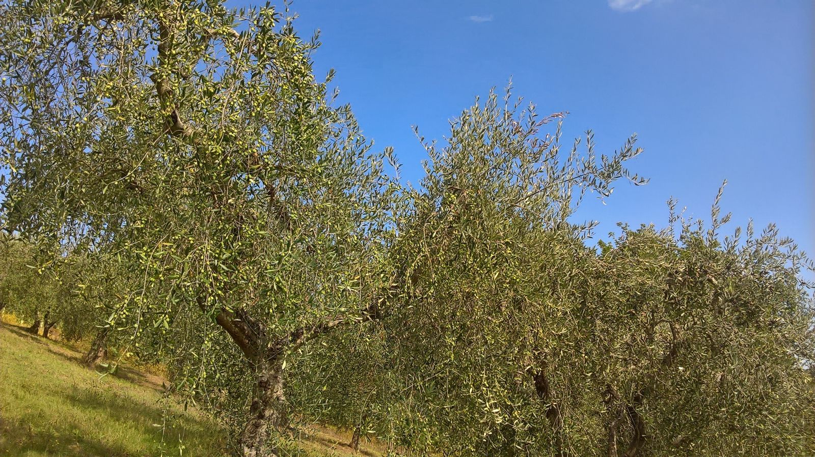 immagine annuncio 3 di 6