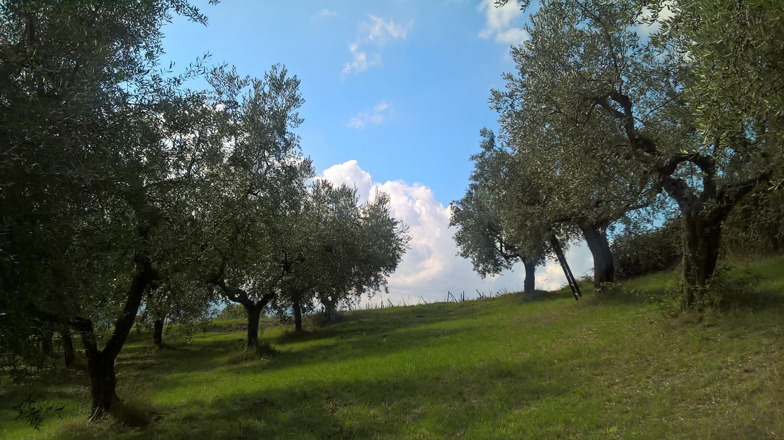immagine annuncio 4 di 6