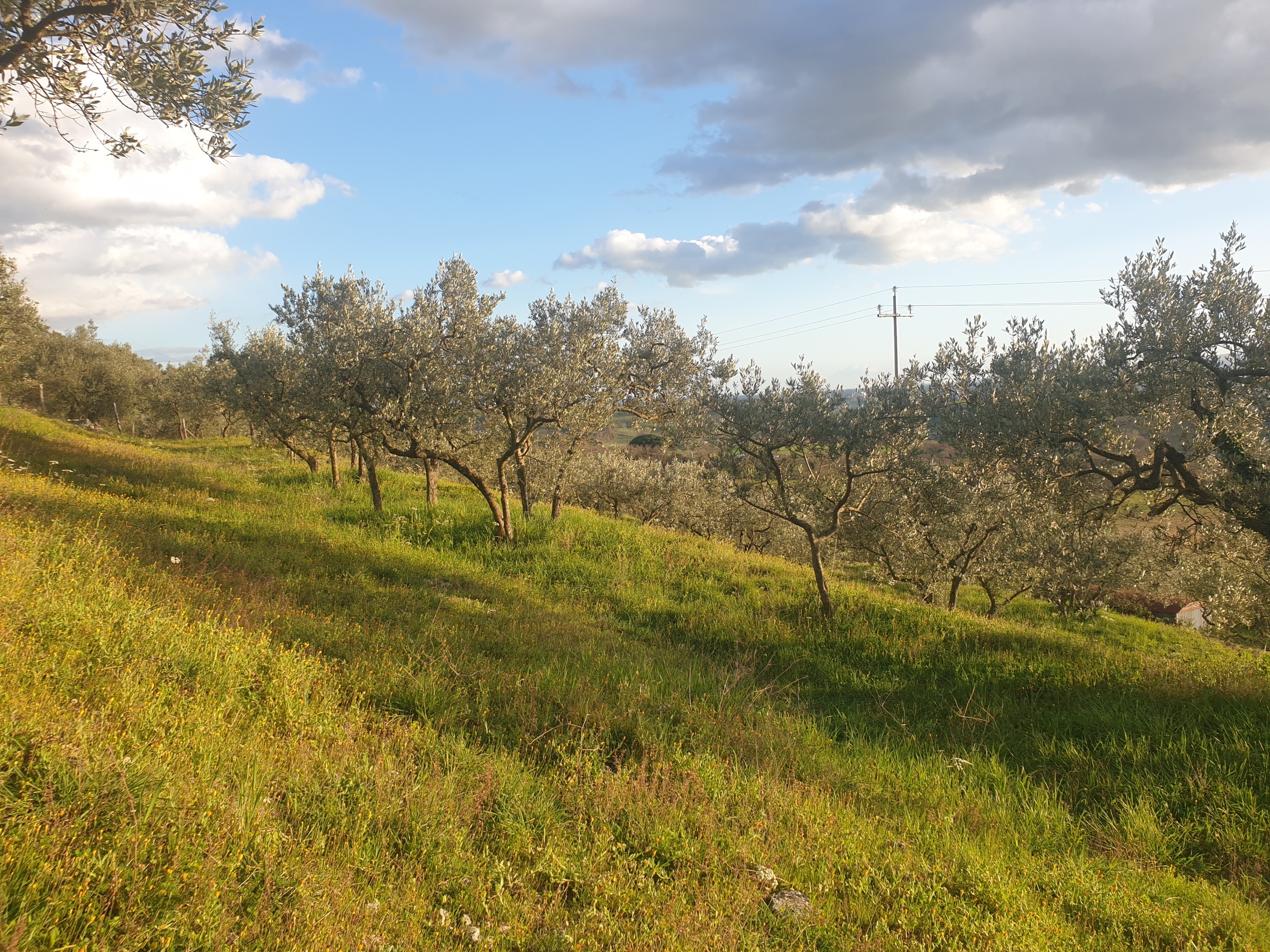 immagine annuncio 1 di 6