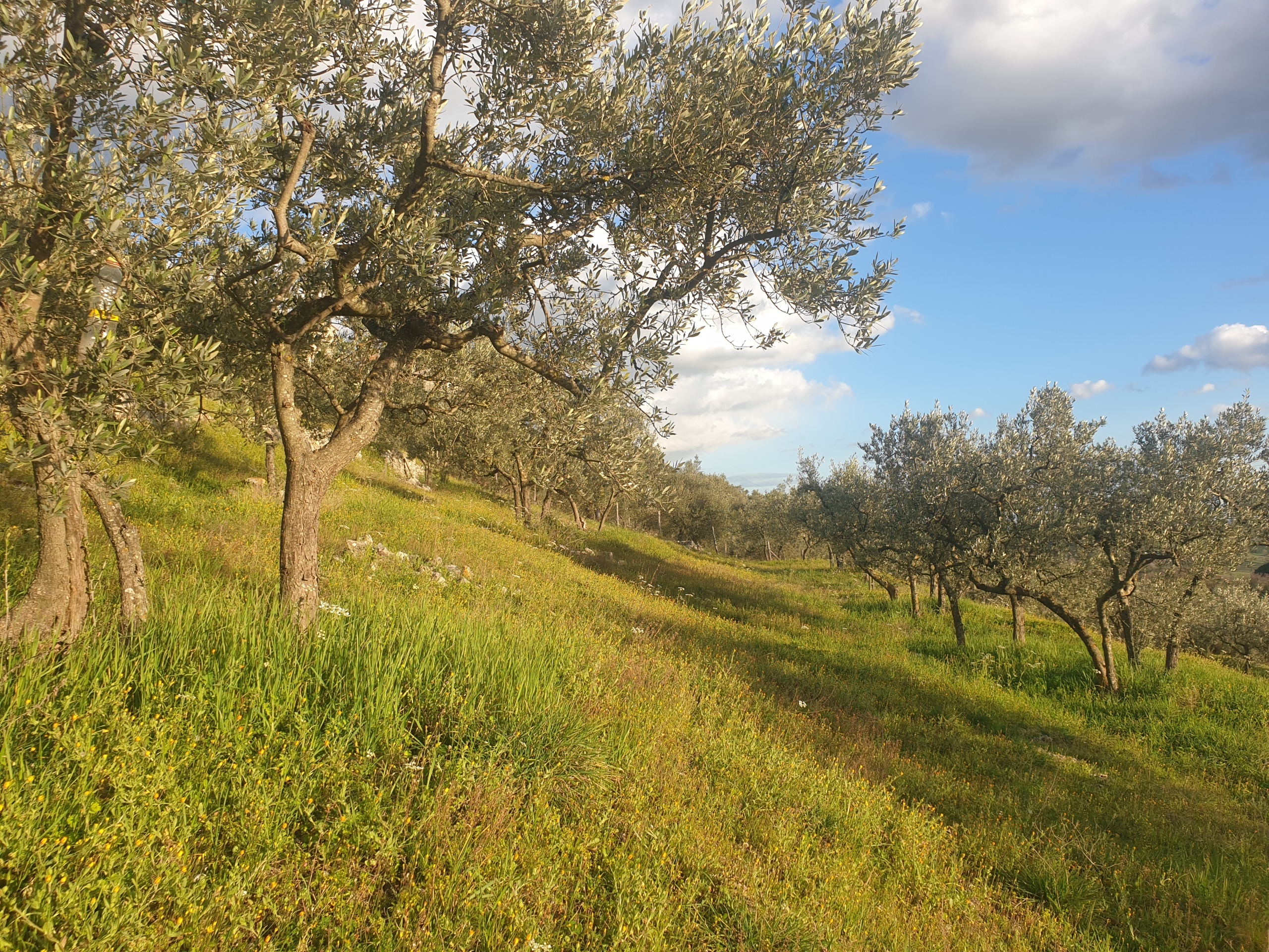 immagine annuncio 3 di 6