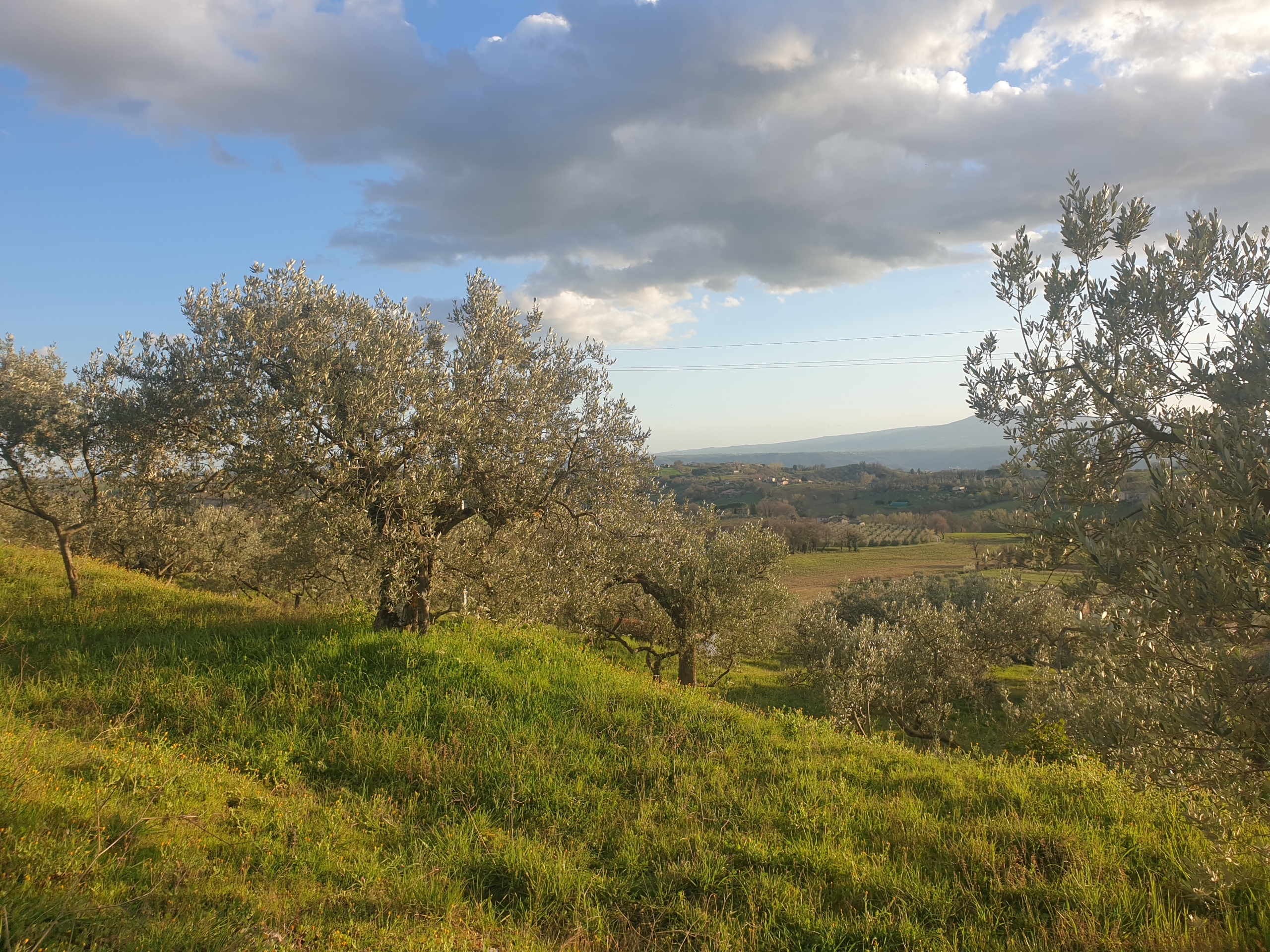 immagine annuncio 4 di 6