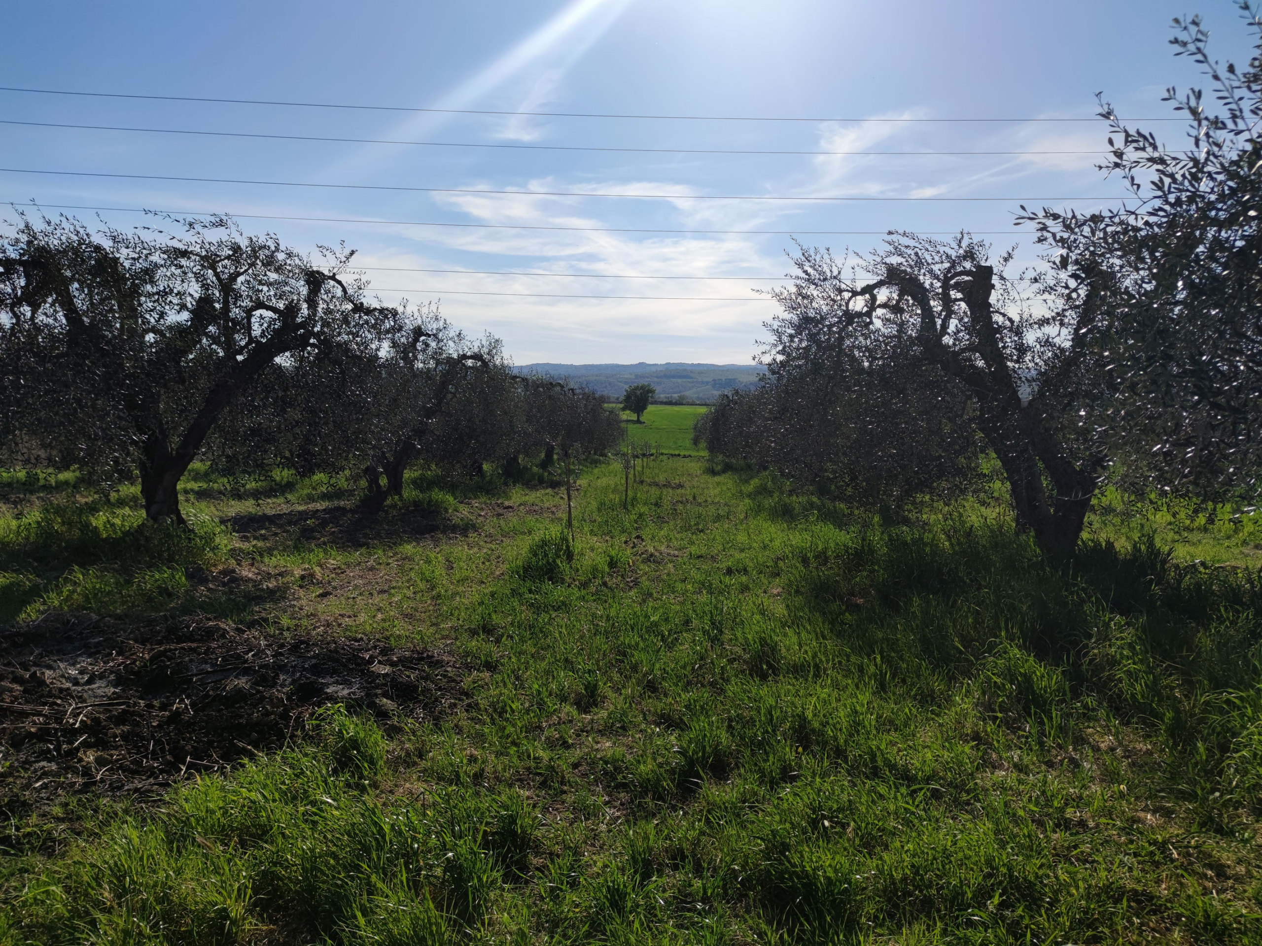 Terreno Agricolo in vendita a Alviano