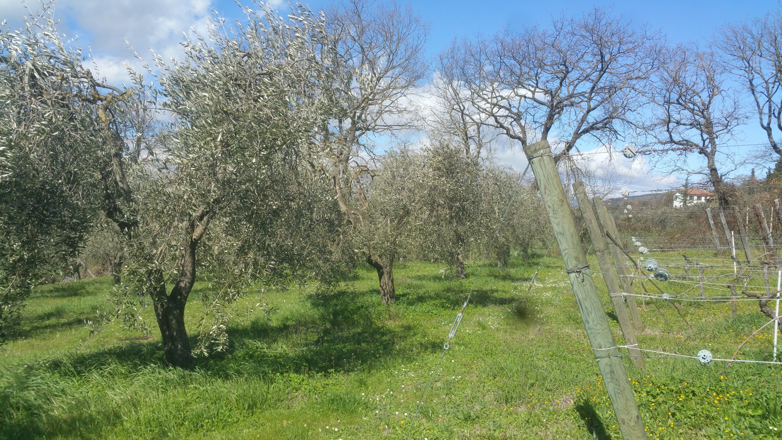 Terreno Agricolo in vendita in via san francesco, Lugnano in Teverina