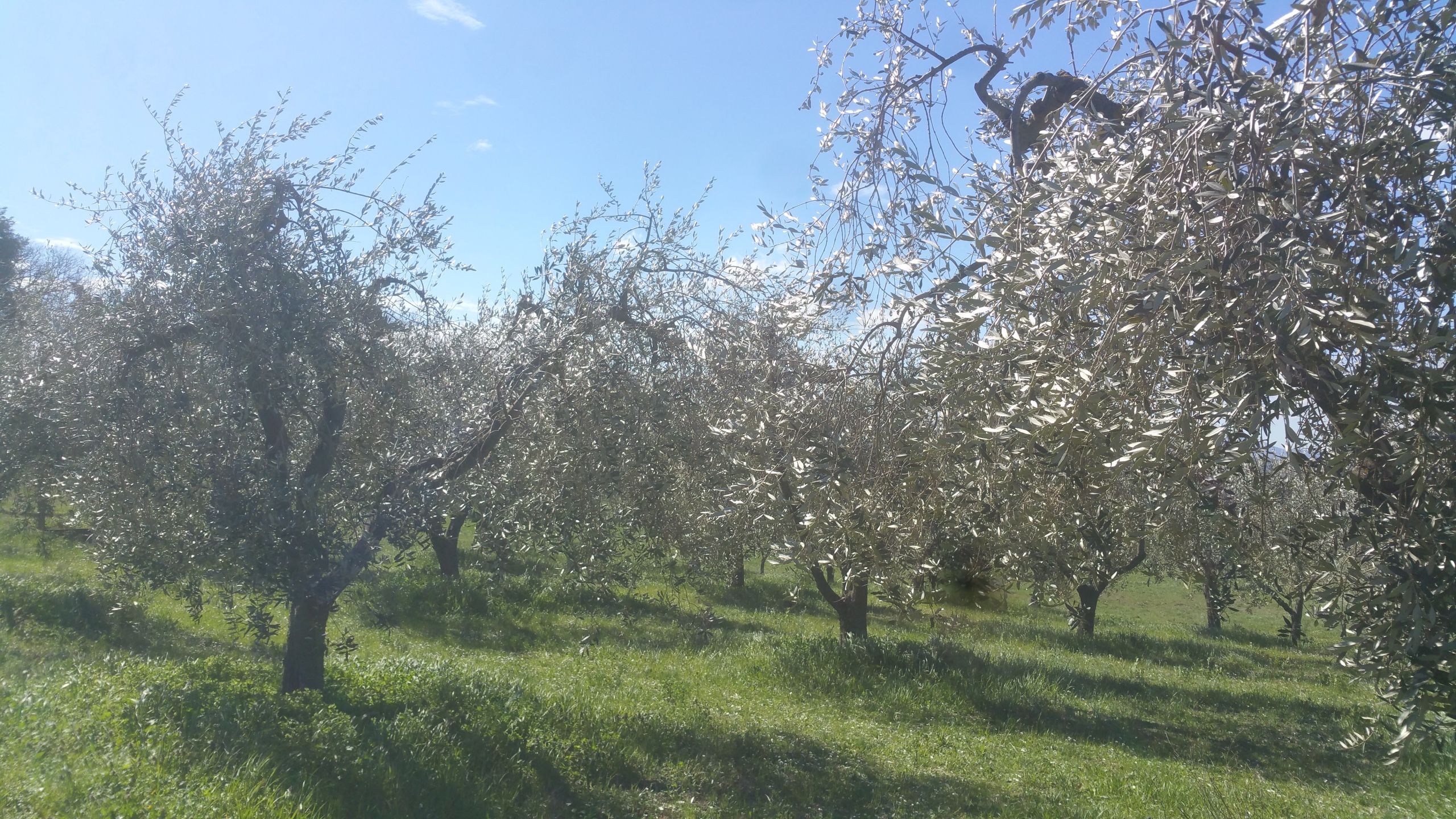 Terreno Agricolo in vendita in via san francesco, Lugnano in Teverina