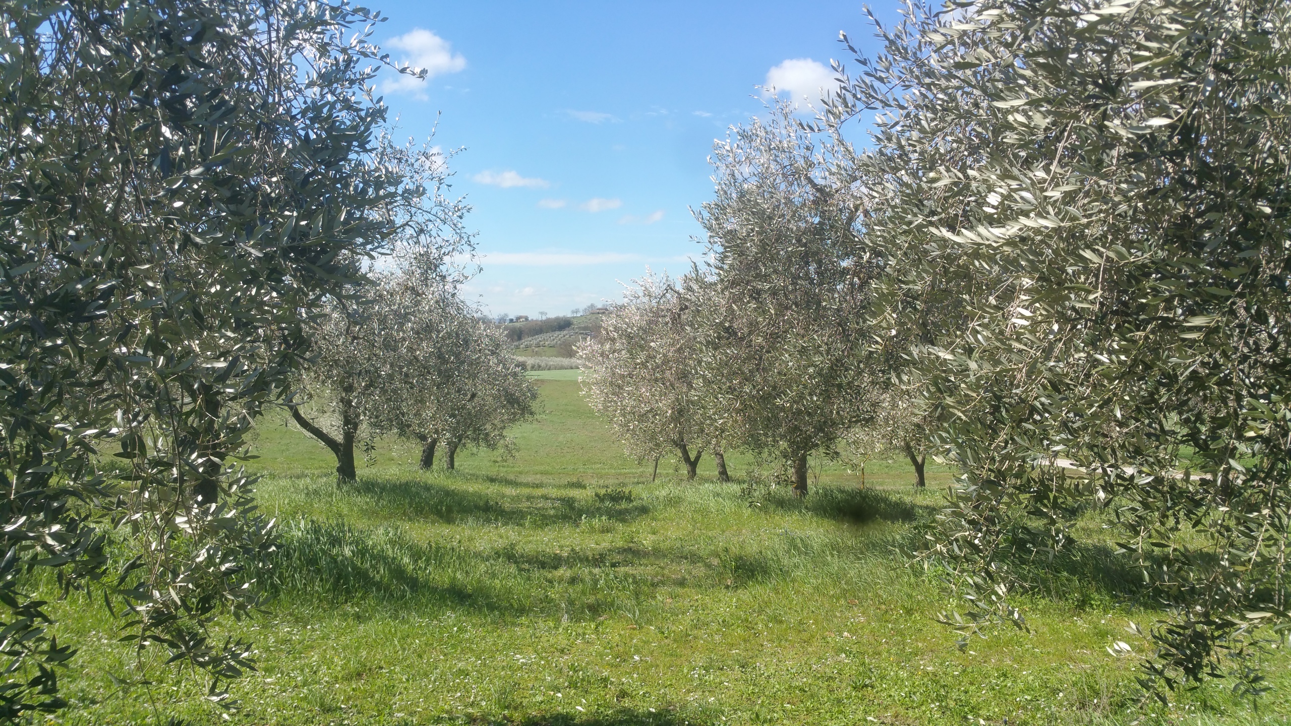 Terreno Agricolo in vendita in via san francesco, Lugnano in Teverina