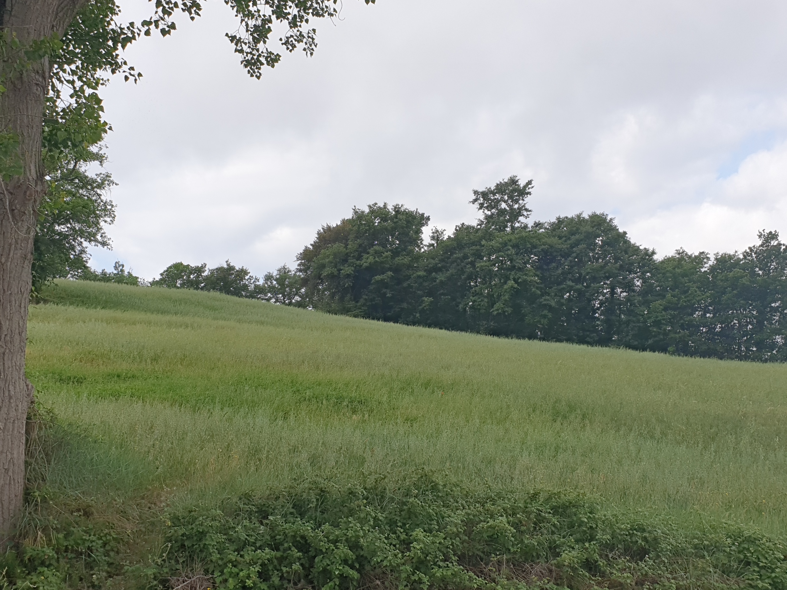 Terreno Agricolo in vendita in vocabolo varzoli, Lugnano in Teverina