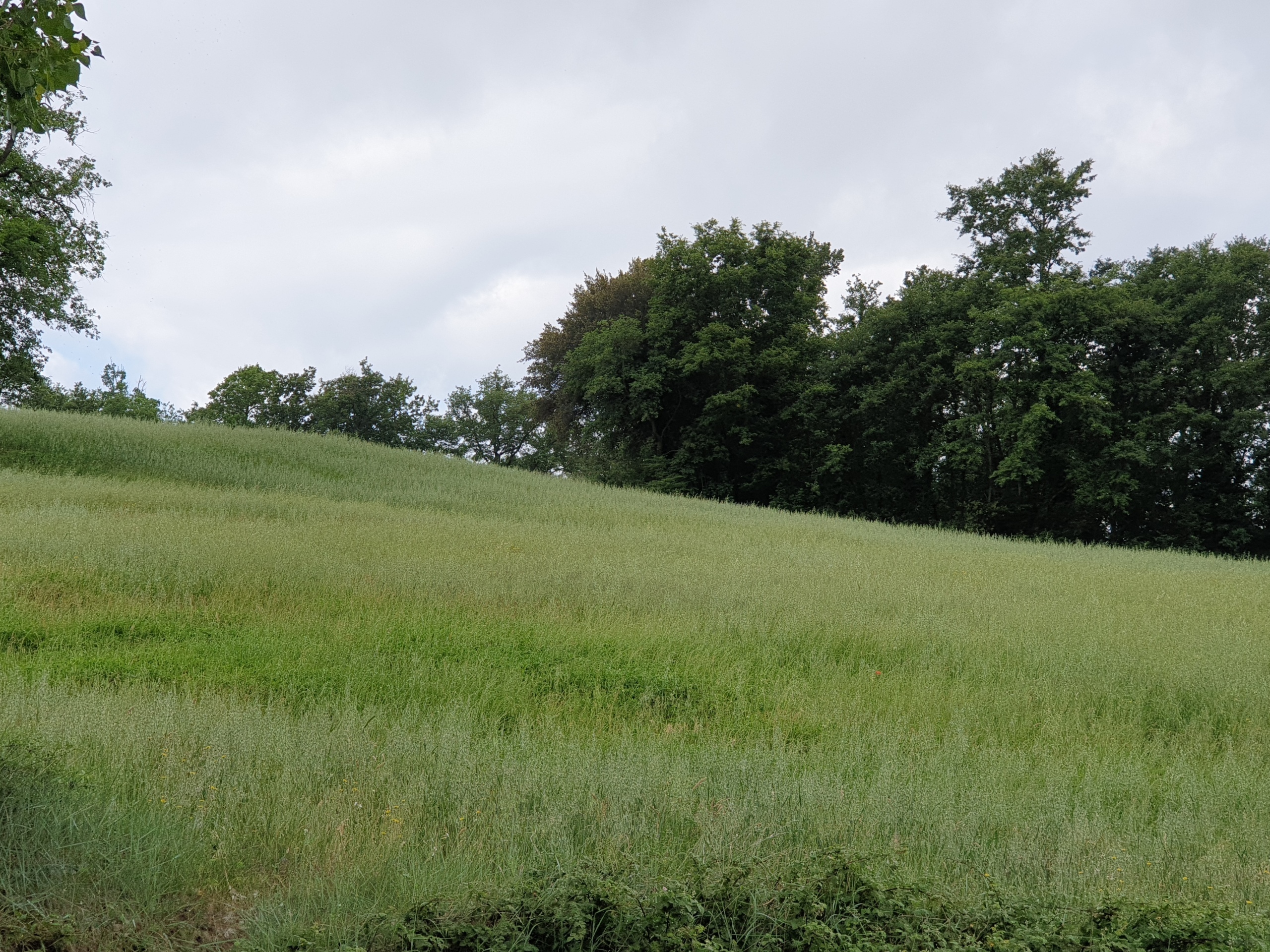Terreno Agricolo in vendita in vocabolo varzoli, Lugnano in Teverina