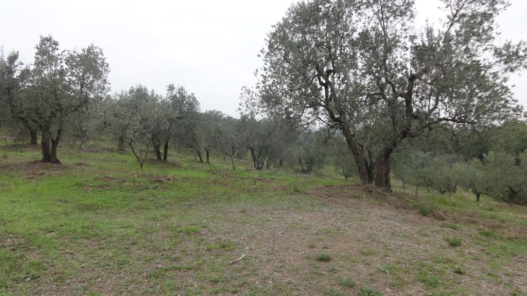 Terreno Industriale nuovo in via delle viottole 226, Viareggio